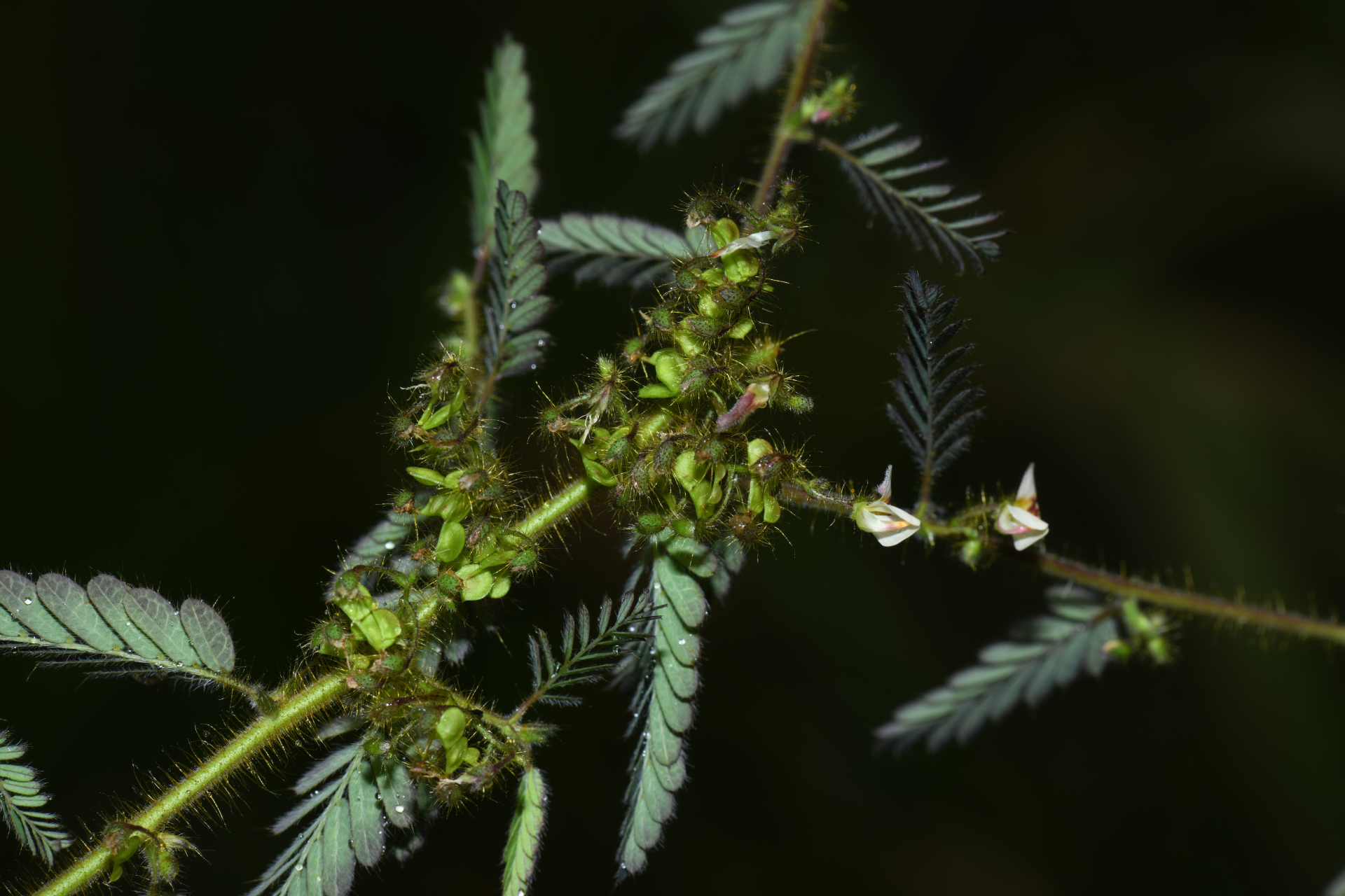 Ctenodon histrix var. histrix - Photo Bivouac Naturaliste