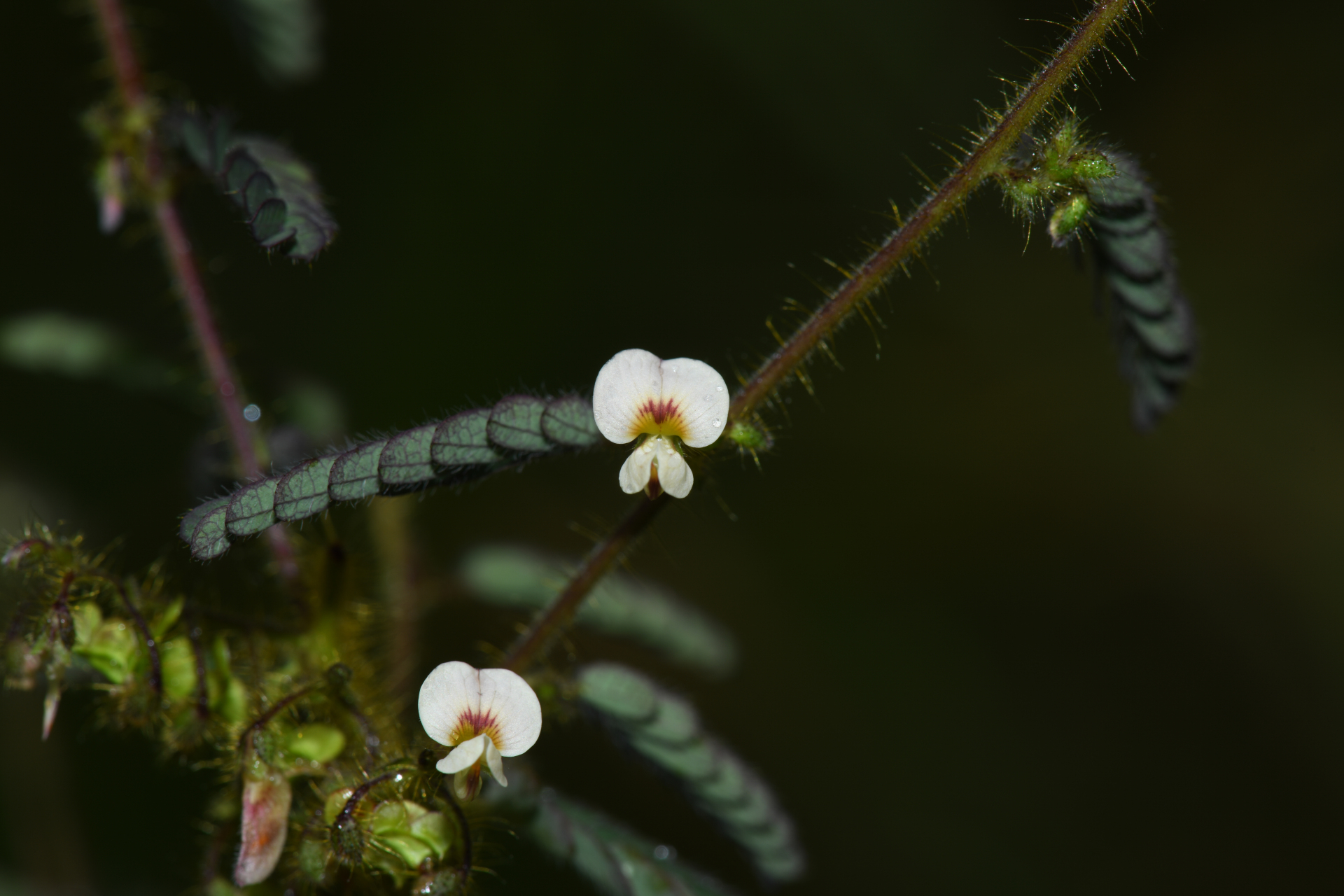 Ctenodon histrix var. histrix - Photo Bivouac Naturaliste