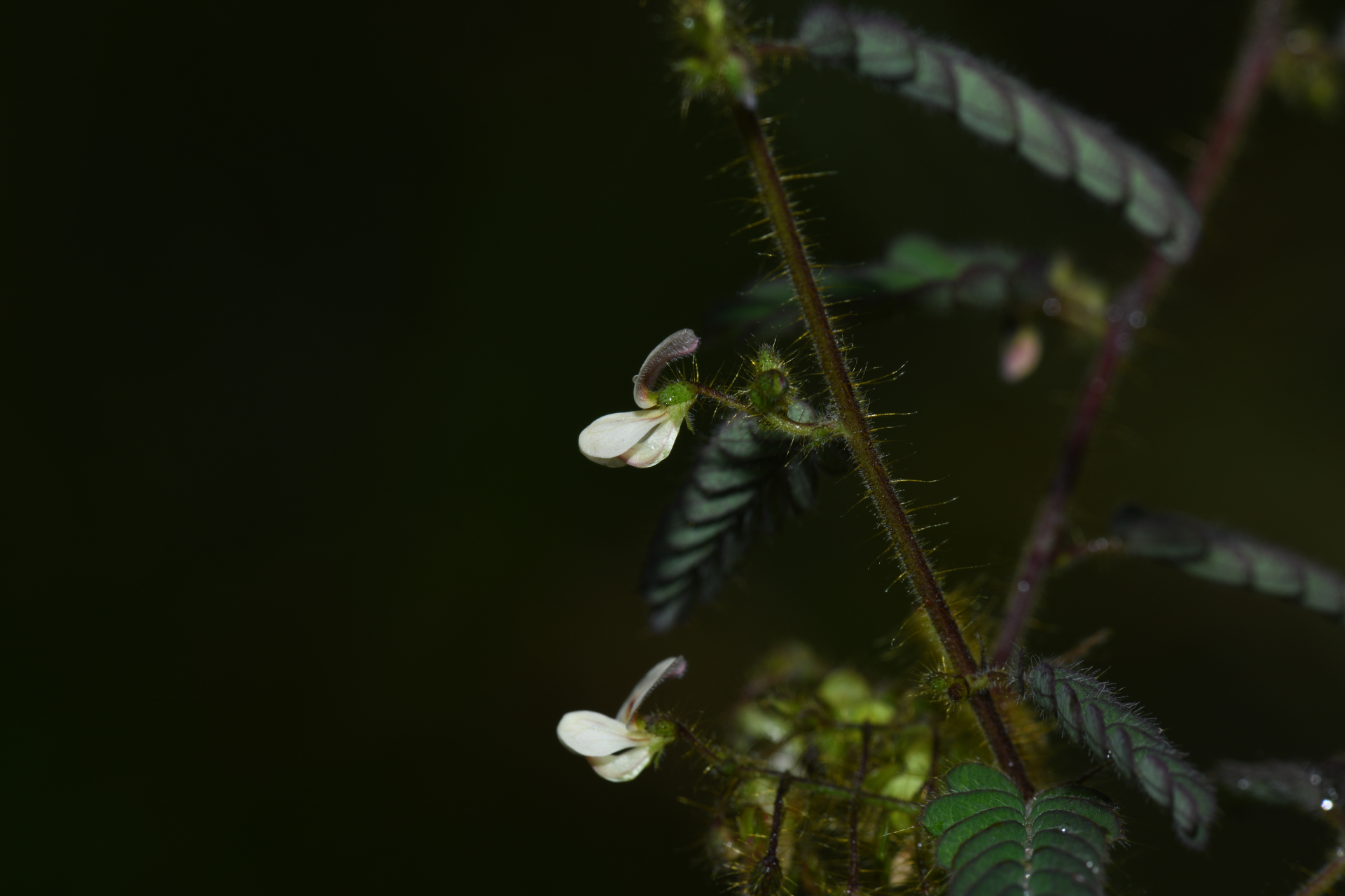 Ctenodon histrix var. histrix - Photo Bivouac Naturaliste