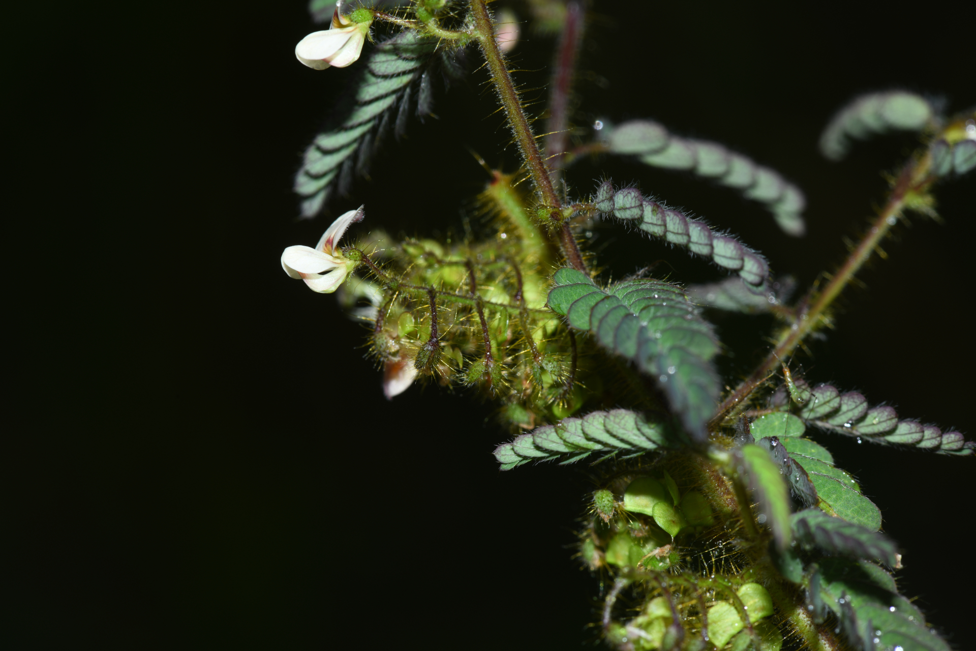 Ctenodon histrix var. histrix - Photo Bivouac Naturaliste