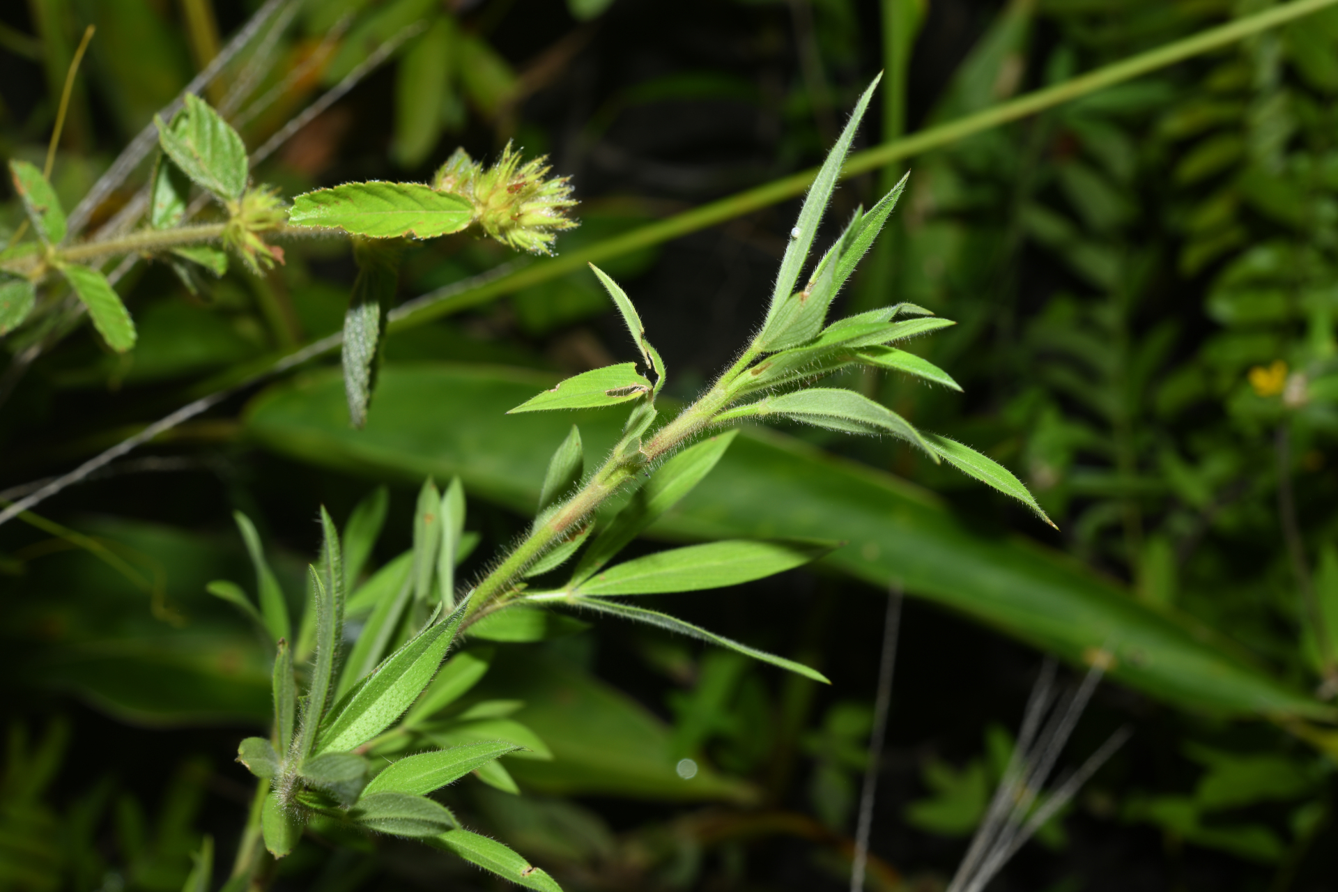 Stylosanthes guianensis var. guianensis - Photo Bivouac Naturaliste