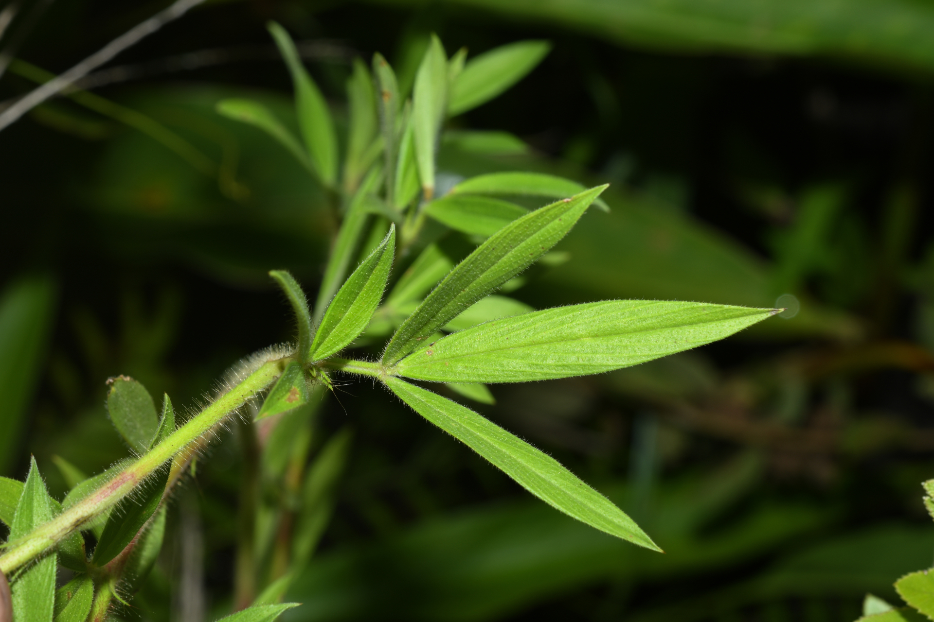Stylosanthes guianensis var. guianensis - Photo Bivouac Naturaliste