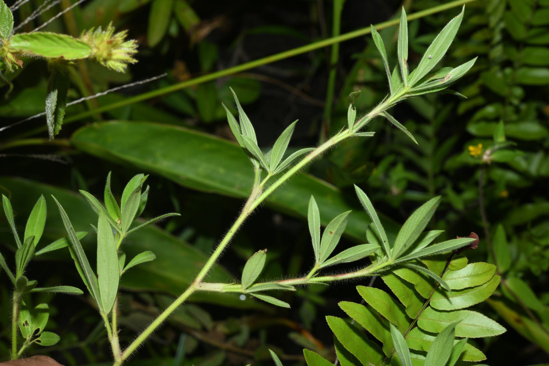 Stylosanthes guianensis var. guianensis - Photo Bivouac Naturaliste