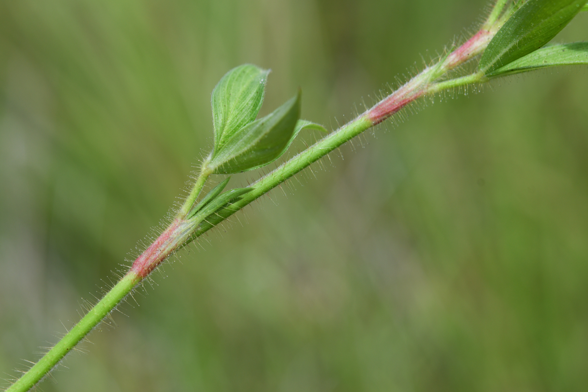 Stylosanthes guianensis var. guianensis - Photo Bivouac Naturaliste