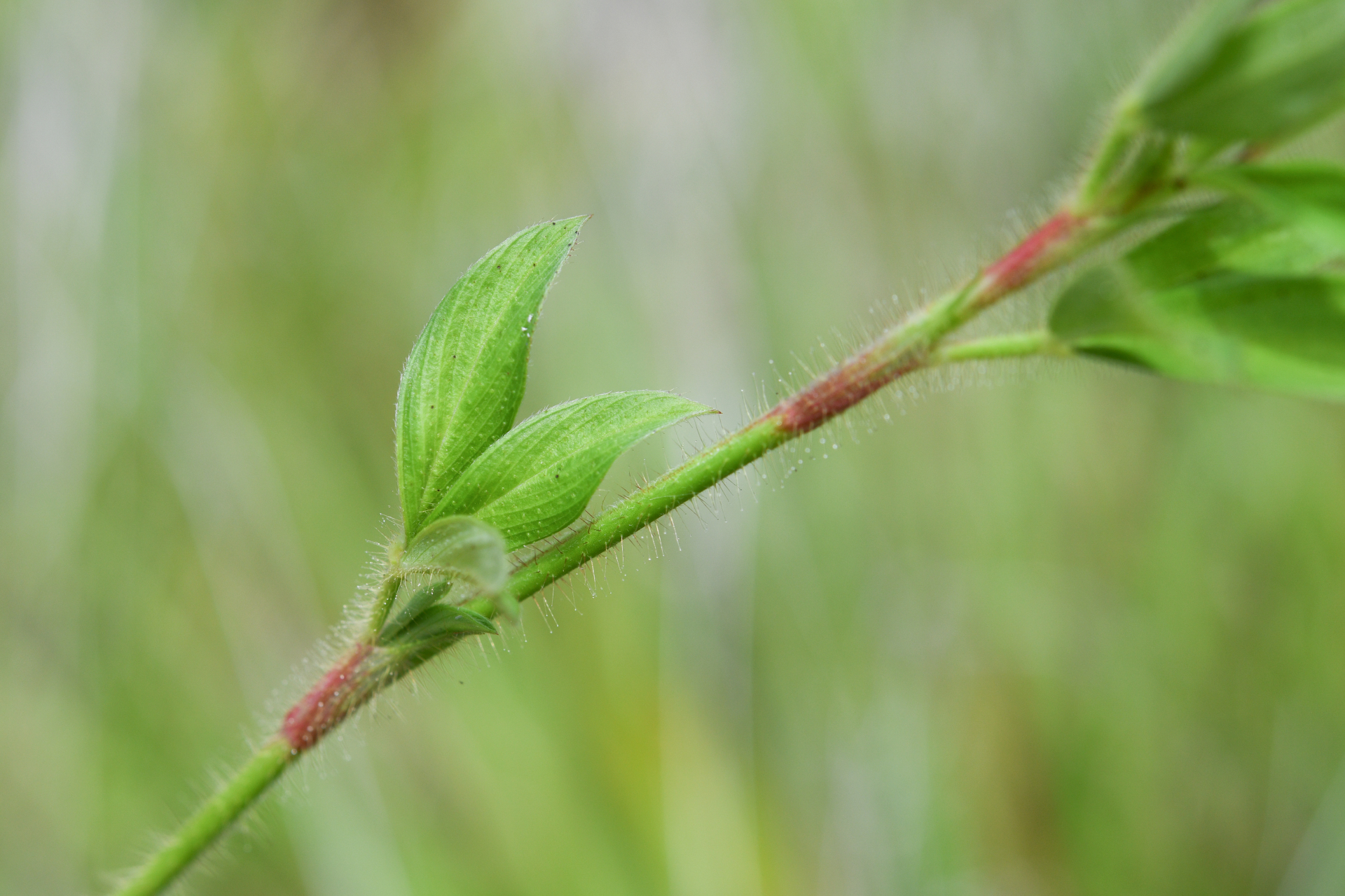 Stylosanthes guianensis var. guianensis - Photo Bivouac Naturaliste