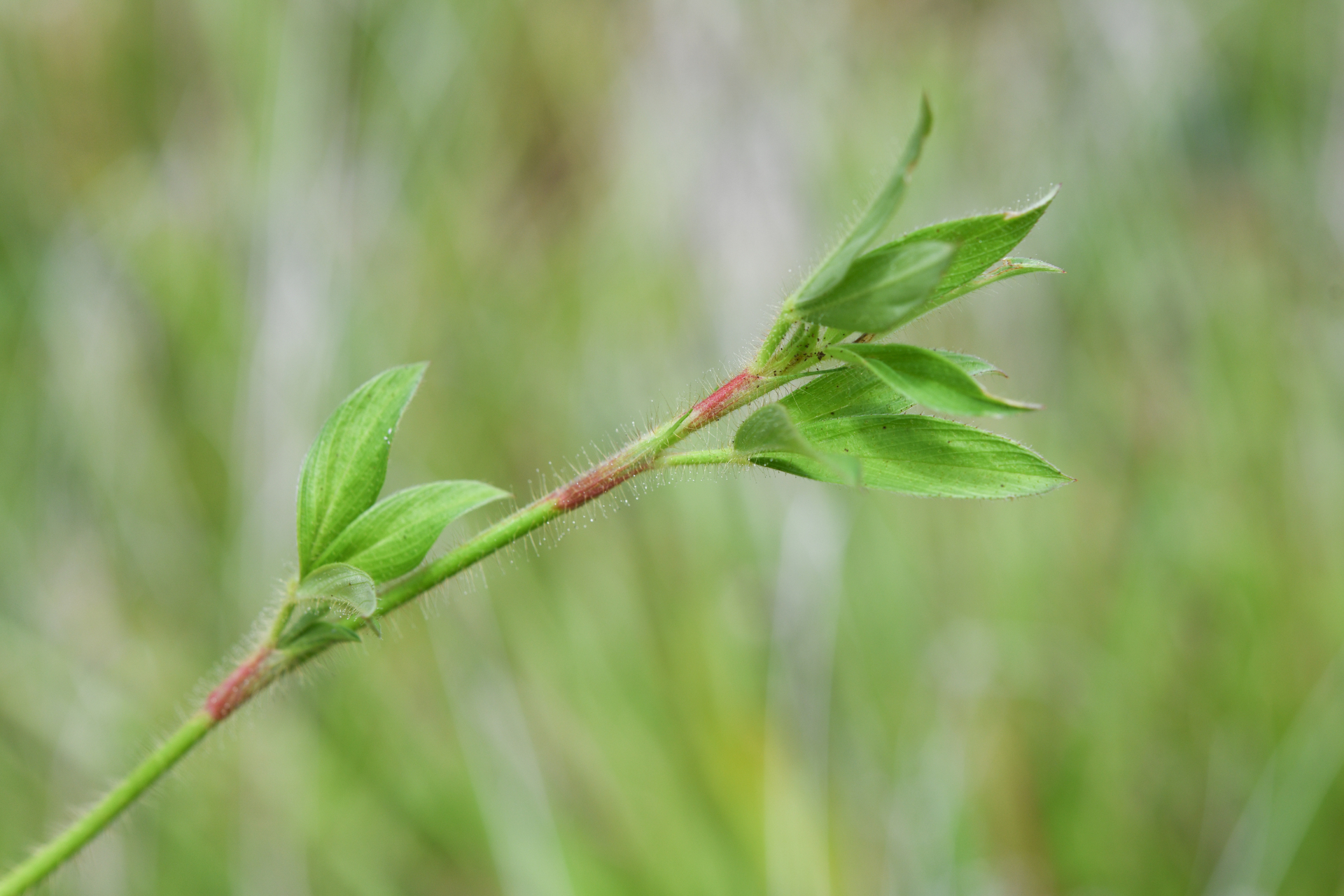 Stylosanthes guianensis var. guianensis - Photo Bivouac Naturaliste