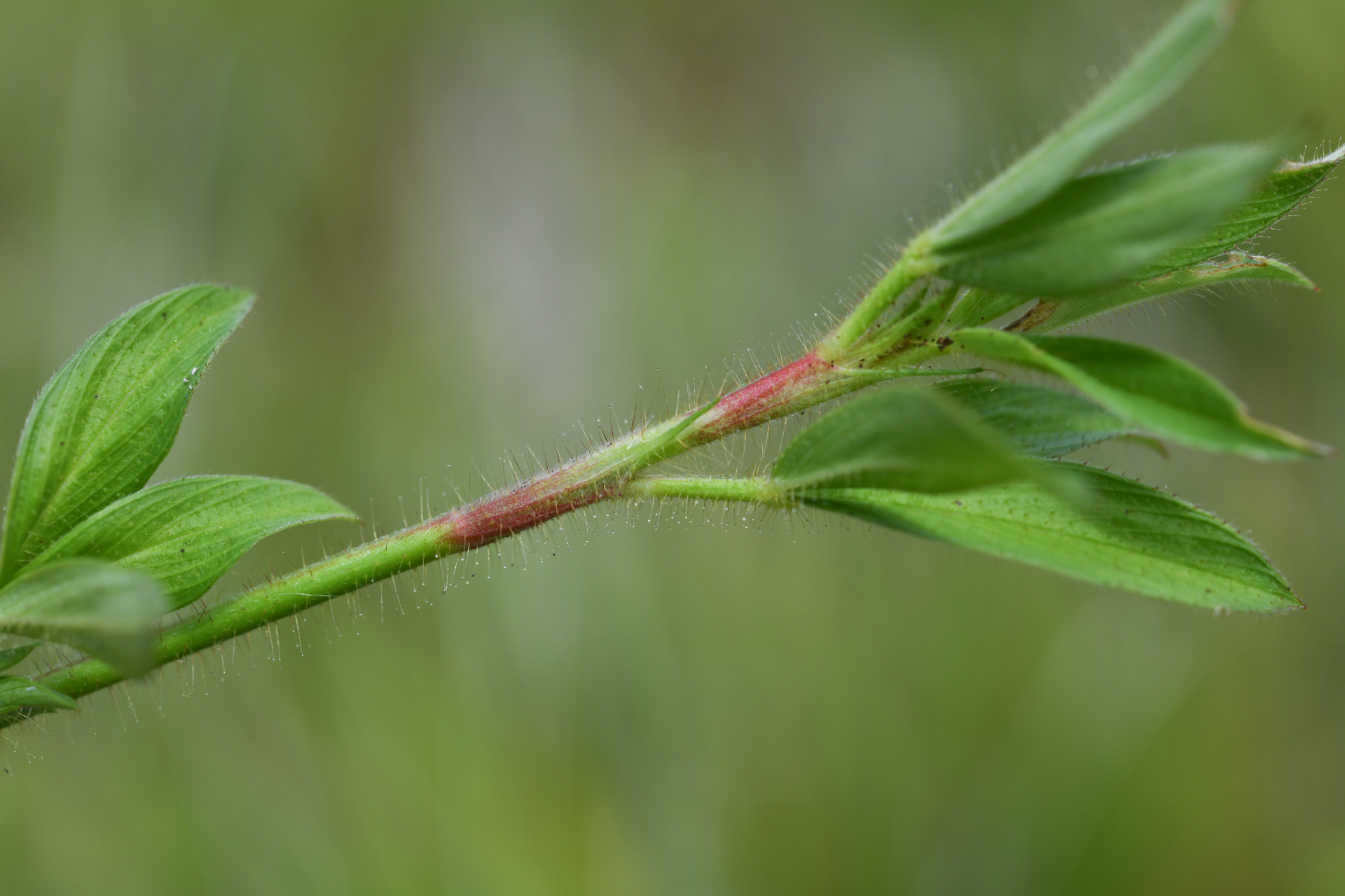 Stylosanthes guianensis var. guianensis - Photo Bivouac Naturaliste