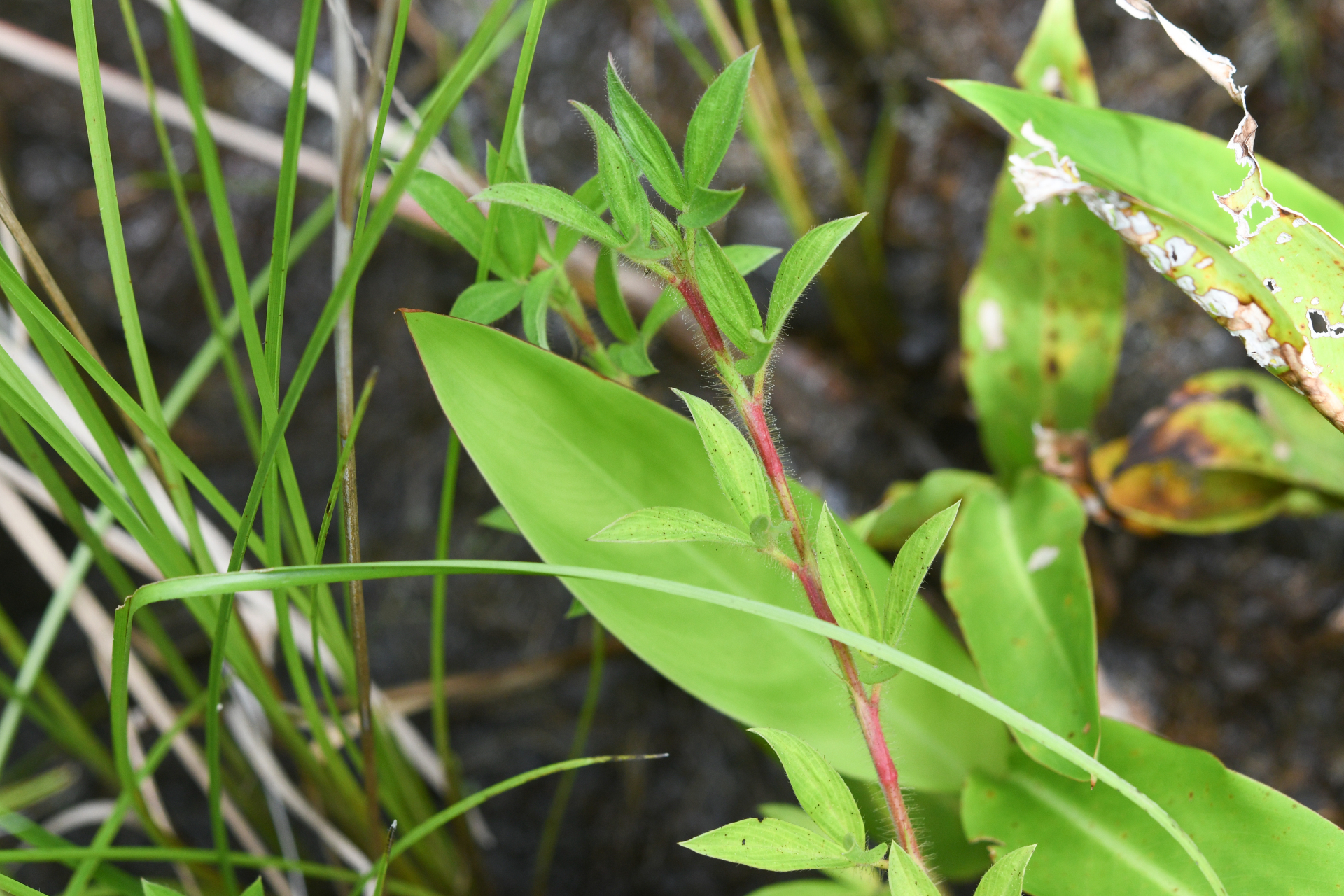 Stylosanthes guianensis var. guianensis - Photo Bivouac Naturaliste