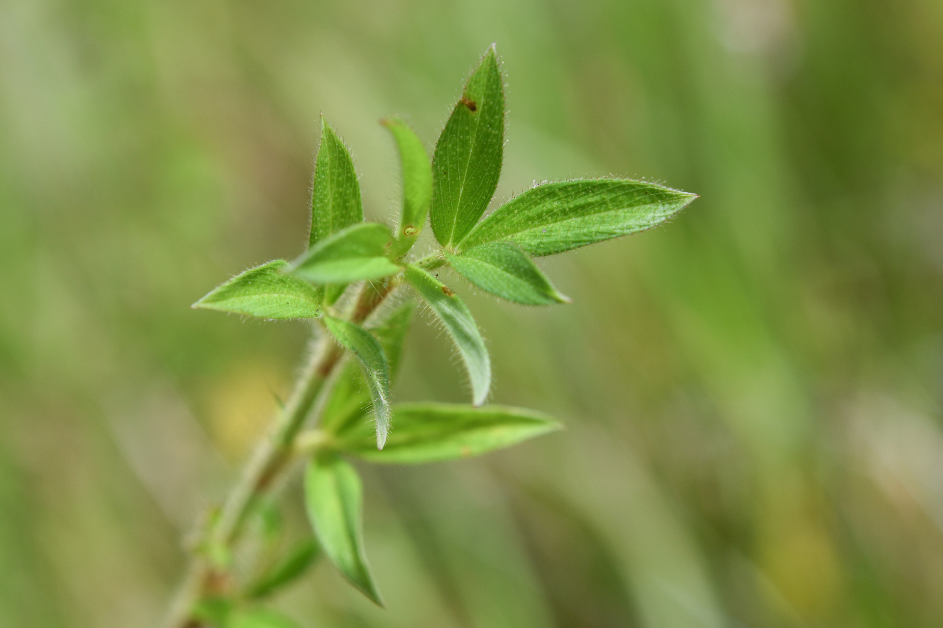 Stylosanthes guianensis var. guianensis - Photo Bivouac Naturaliste