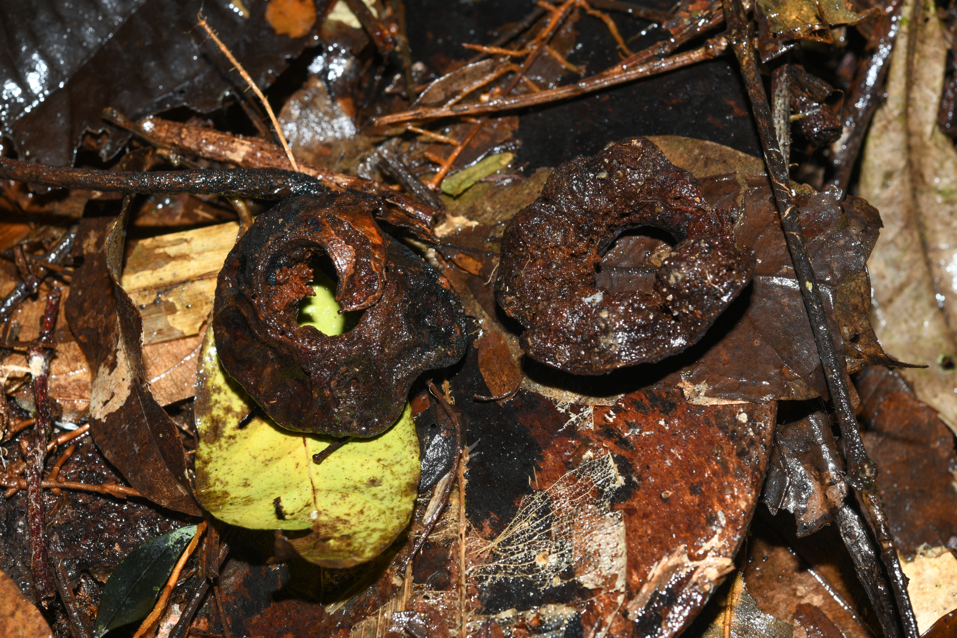 Jupunba curvicarpa var. curvicarpa - Photo Bivouac Naturaliste