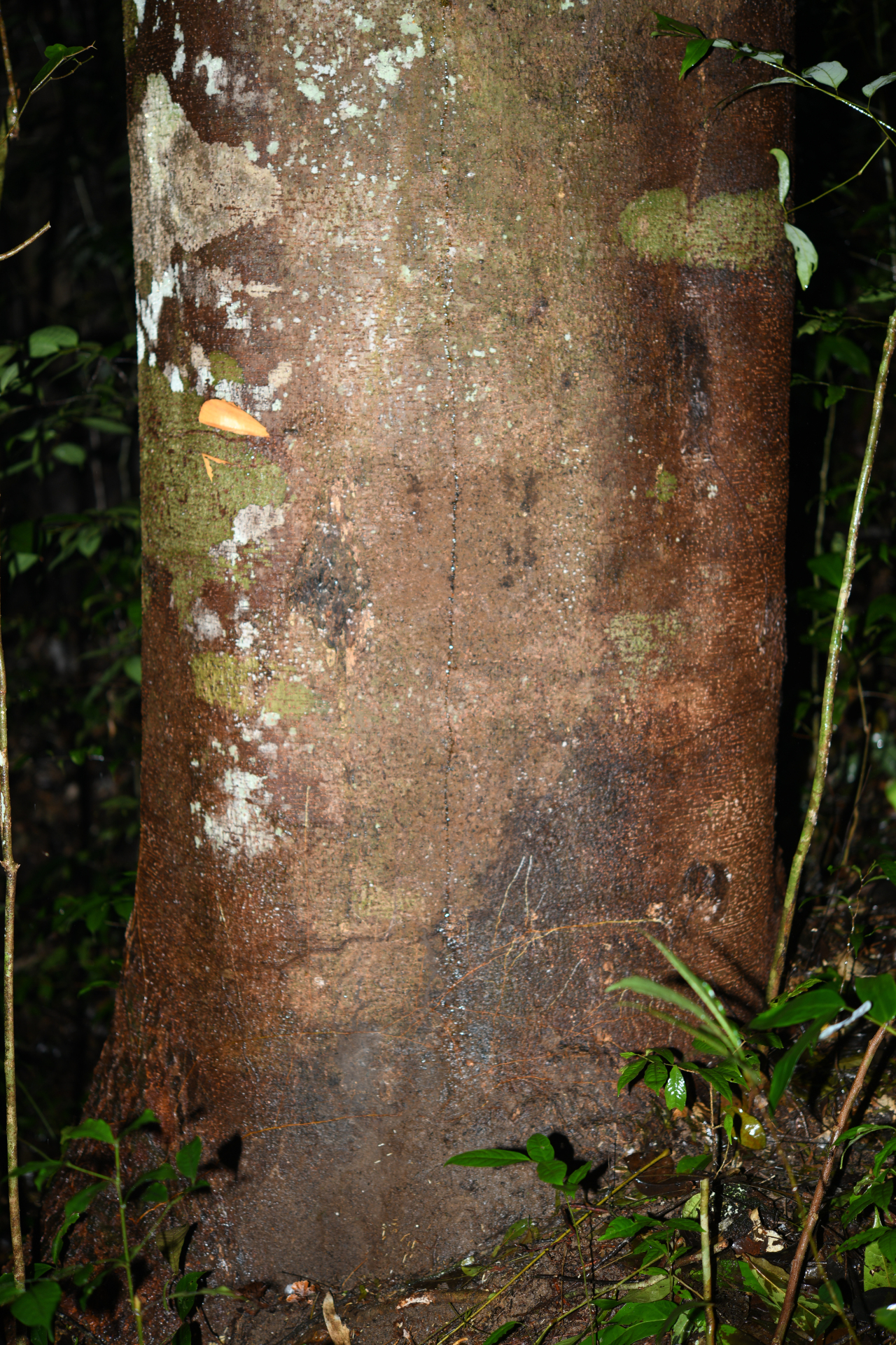 Jupunba curvicarpa var. curvicarpa - Photo Bivouac Naturaliste