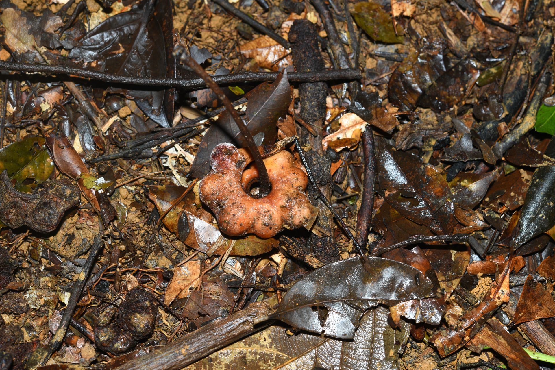Jupunba curvicarpa var. curvicarpa - Photo Bivouac Naturaliste