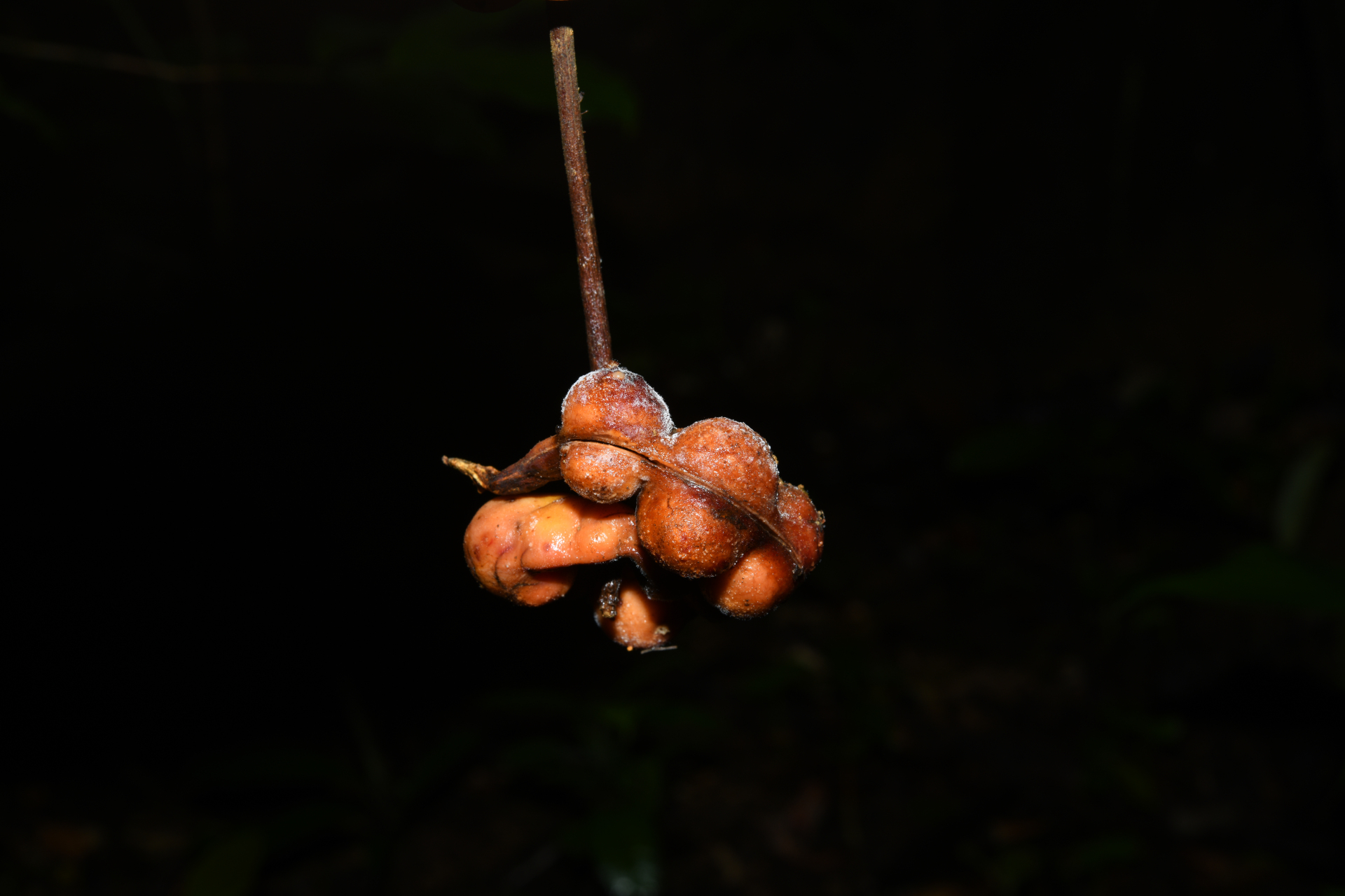 Jupunba curvicarpa var. curvicarpa - Photo Bivouac Naturaliste