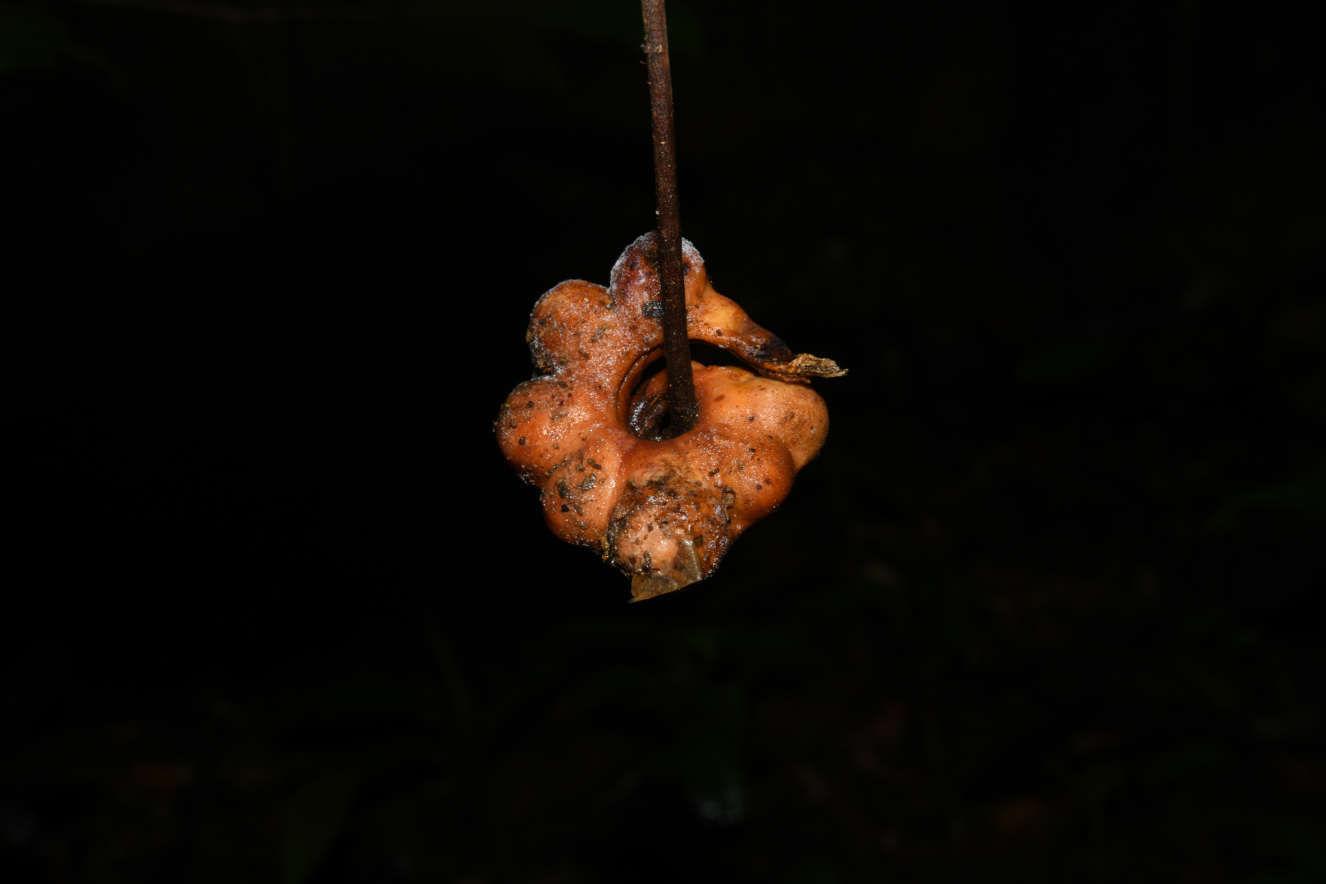Jupunba curvicarpa var. curvicarpa - Photo Bivouac Naturaliste