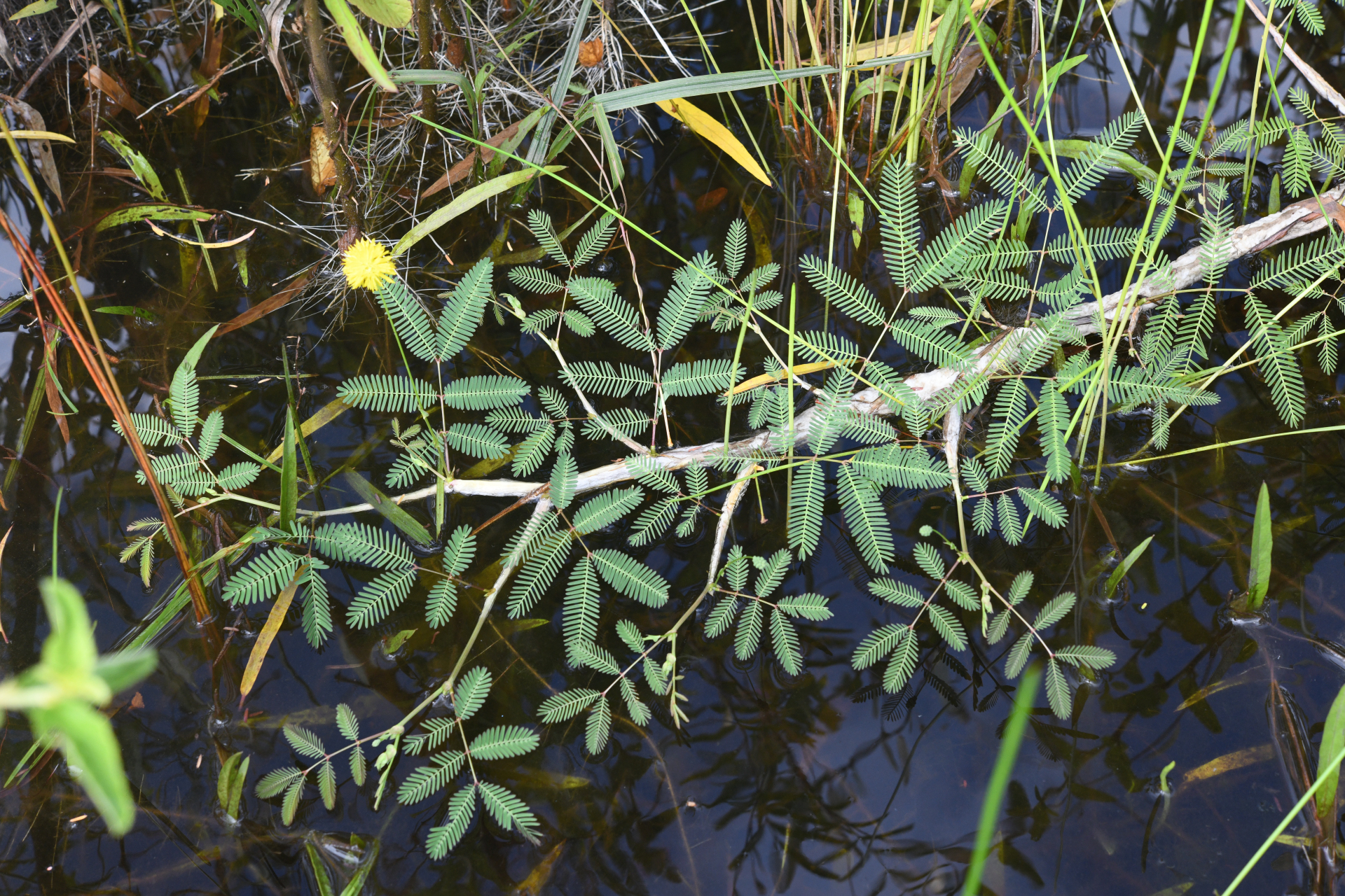 Neptunia oleracea Lour. - Photo Bivouac Naturaliste