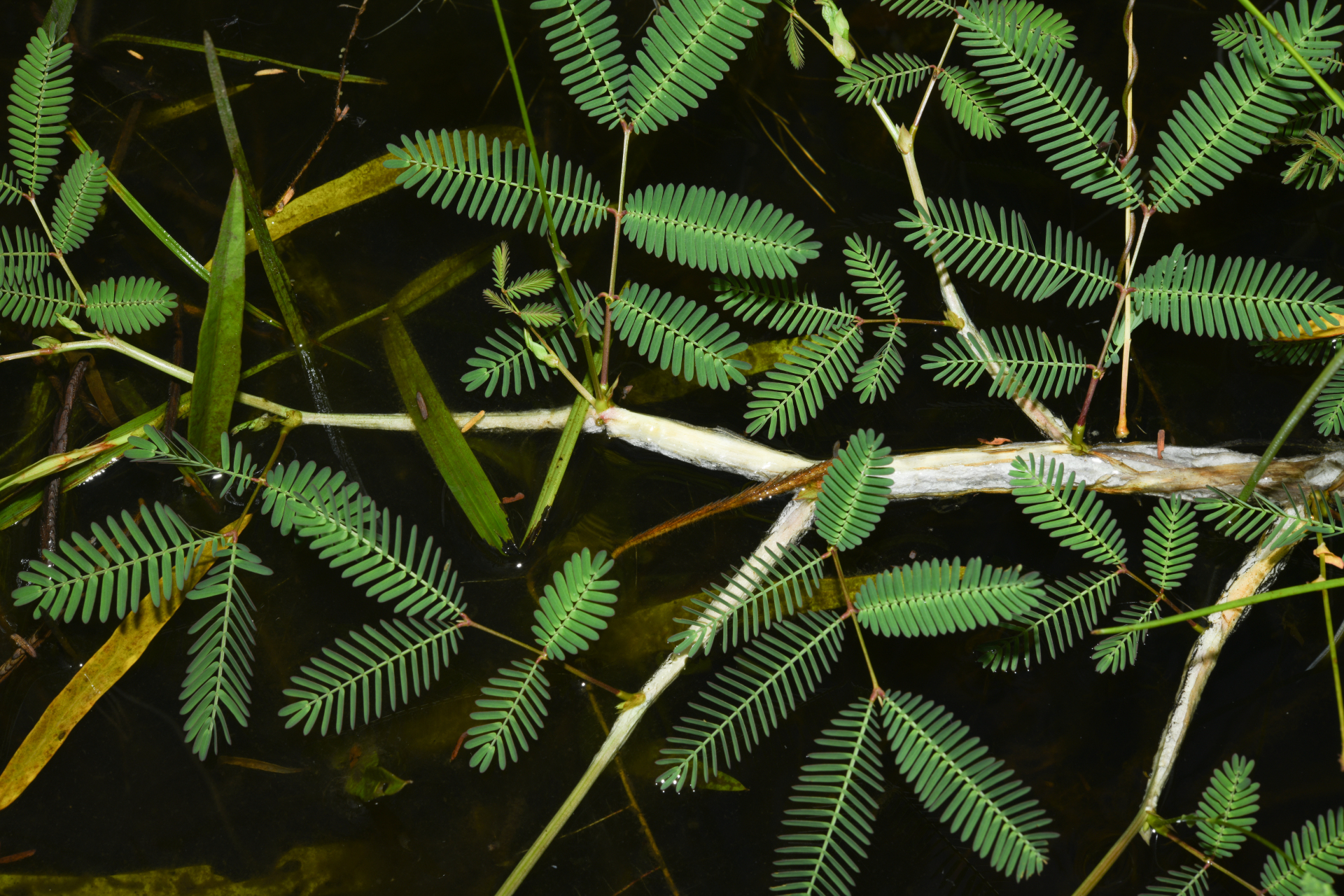 Neptunia oleracea Lour. - Photo Bivouac Naturaliste