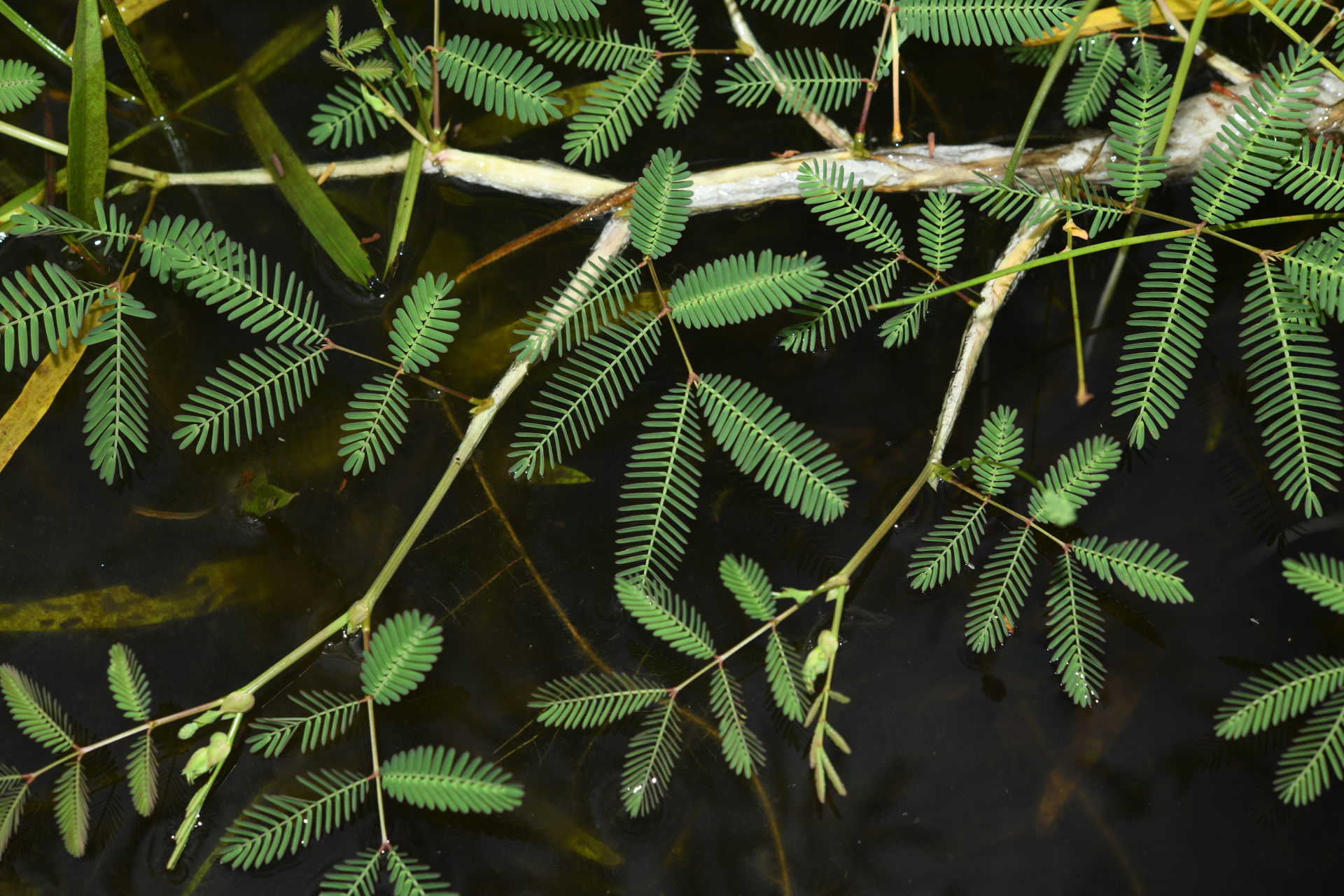 Neptunia oleracea Lour. - Photo Bivouac Naturaliste