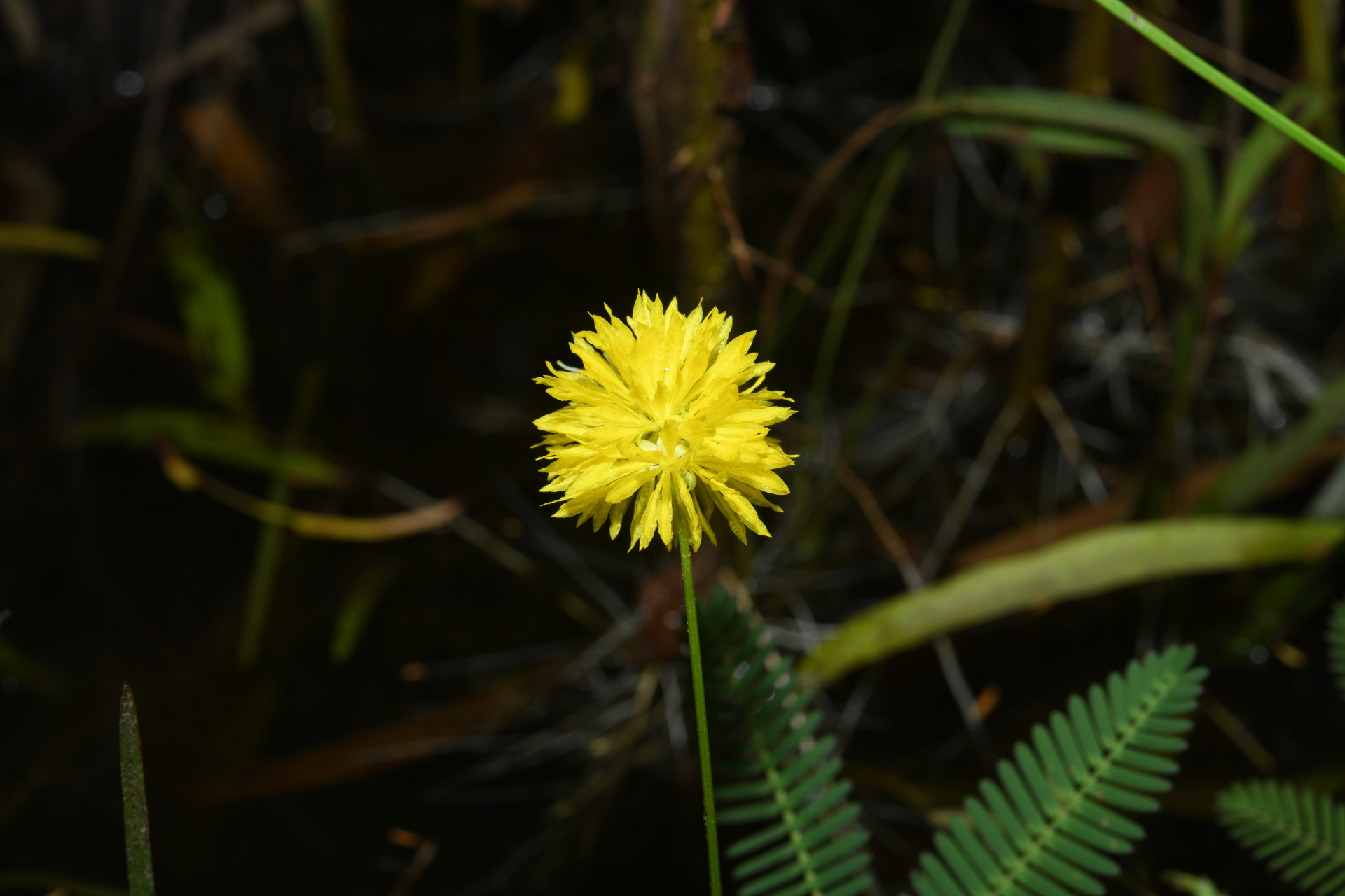 Neptunia oleracea Lour. - Photo Bivouac Naturaliste