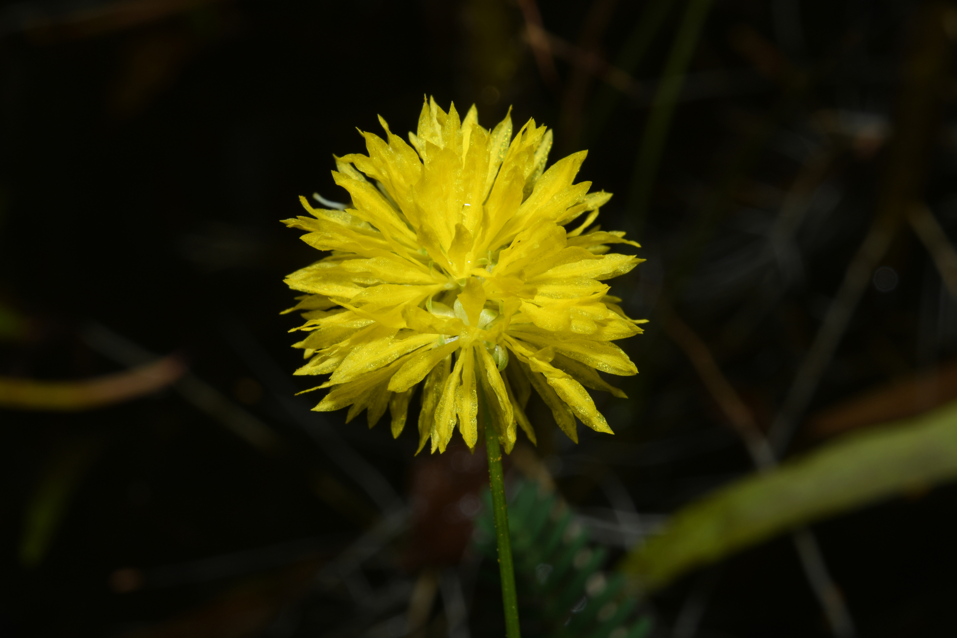 Neptunia oleracea Lour. - Photo Bivouac Naturaliste
