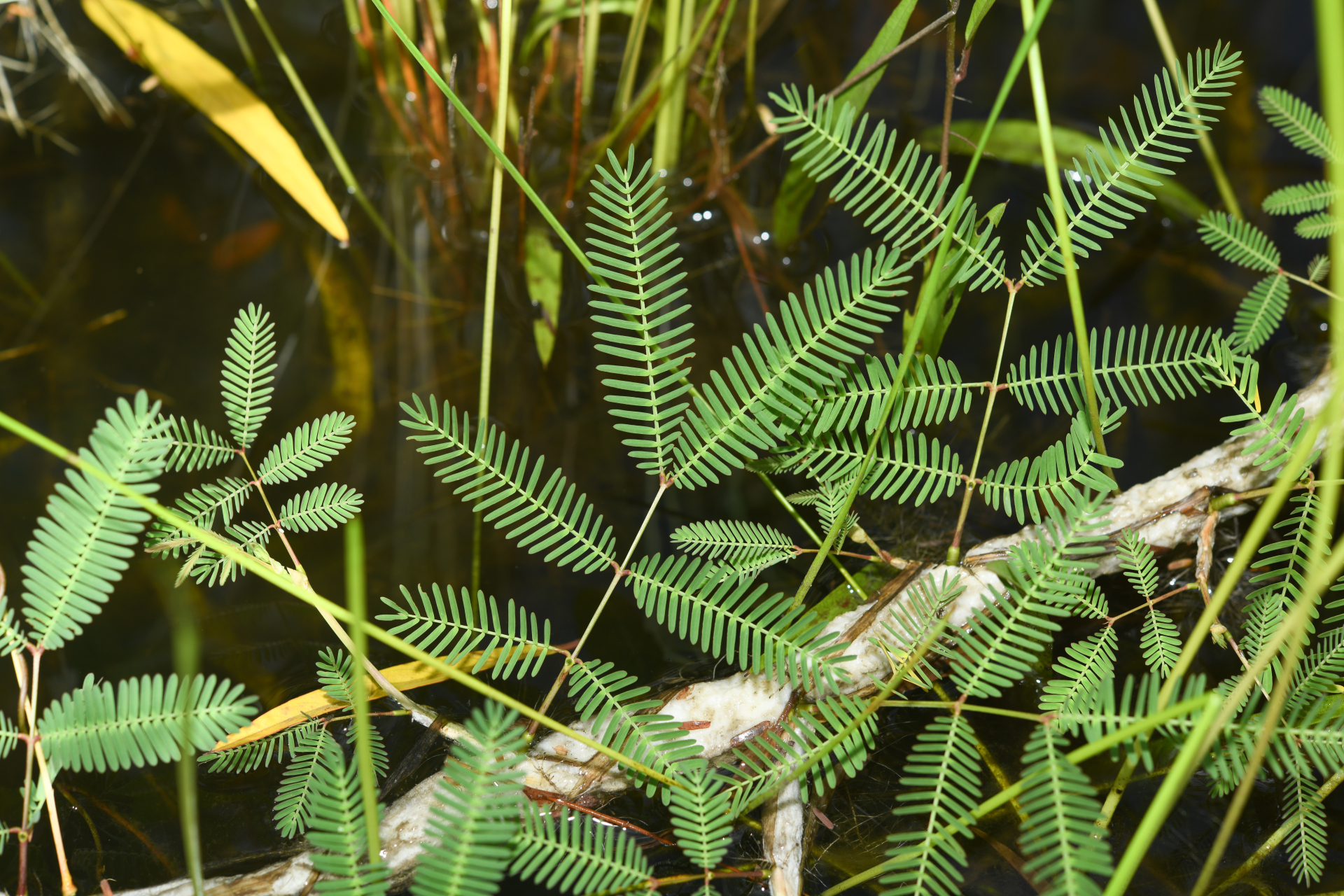 Neptunia oleracea Lour. - Photo Bivouac Naturaliste
