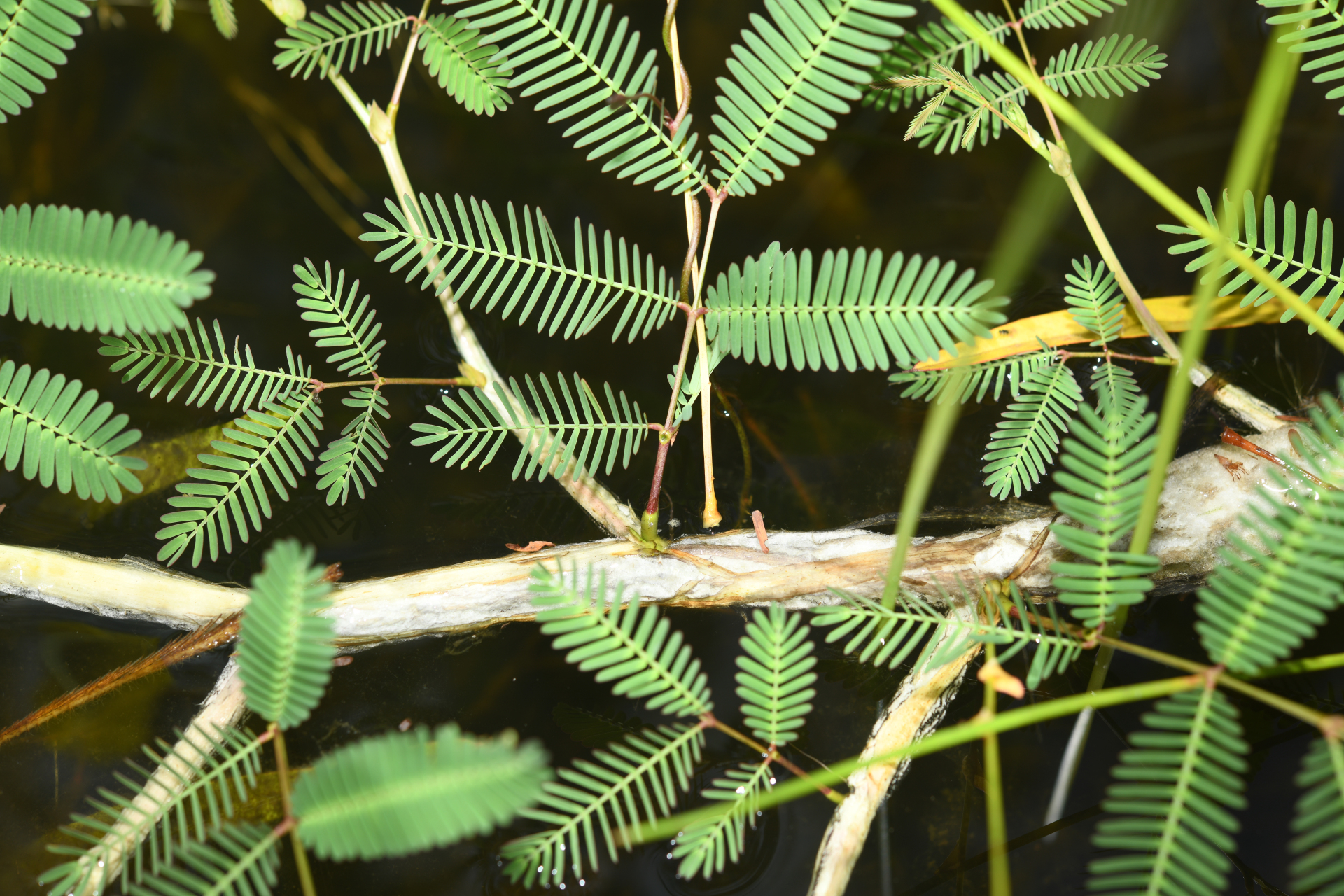 Neptunia oleracea Lour. - Photo Bivouac Naturaliste