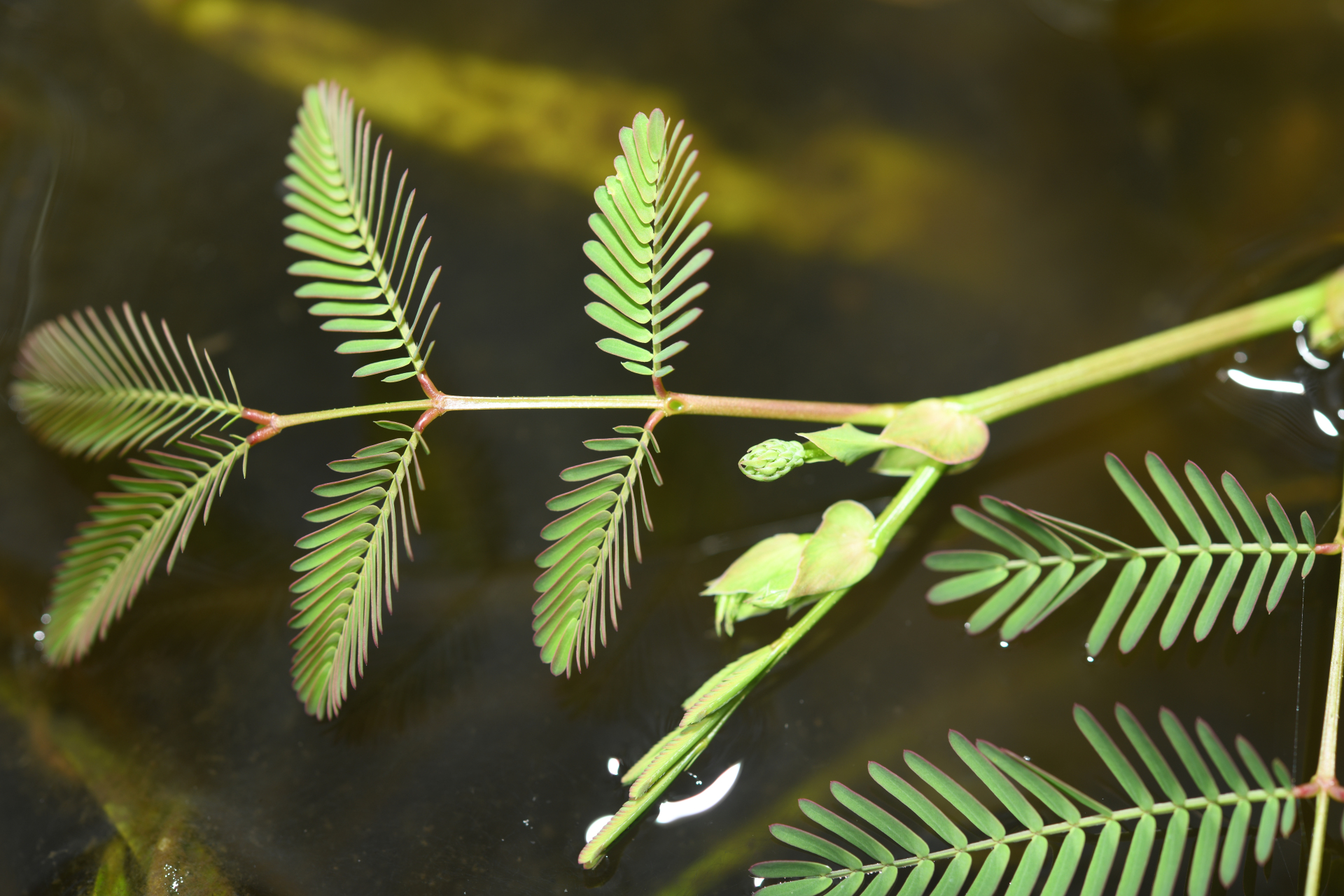 Neptunia oleracea Lour. - Photo Bivouac Naturaliste