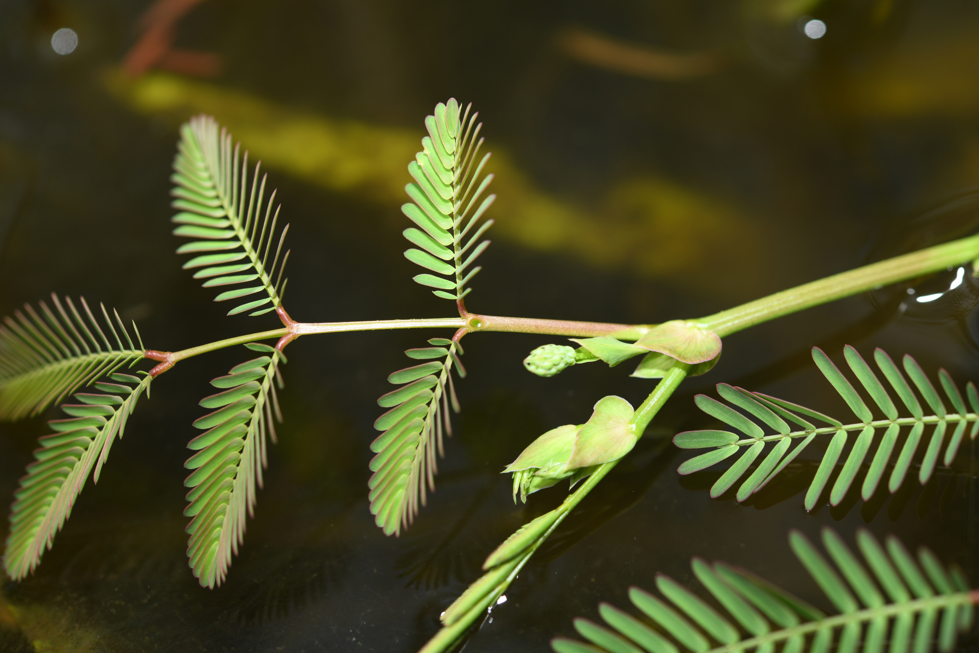 Neptunia oleracea Lour. - Photo Bivouac Naturaliste