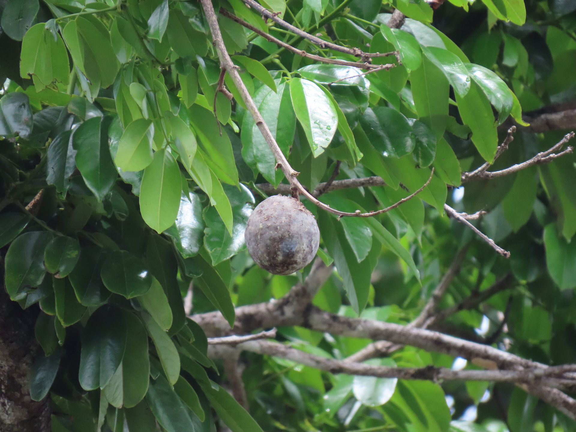 Andira inermis subsp. inermis - Photo Bivouac Naturaliste