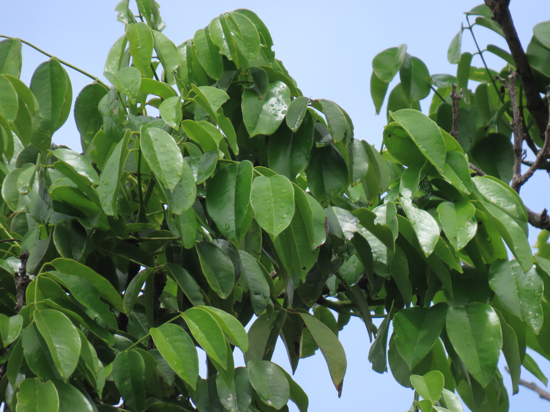 Andira inermis subsp. inermis - Photo Bivouac Naturaliste