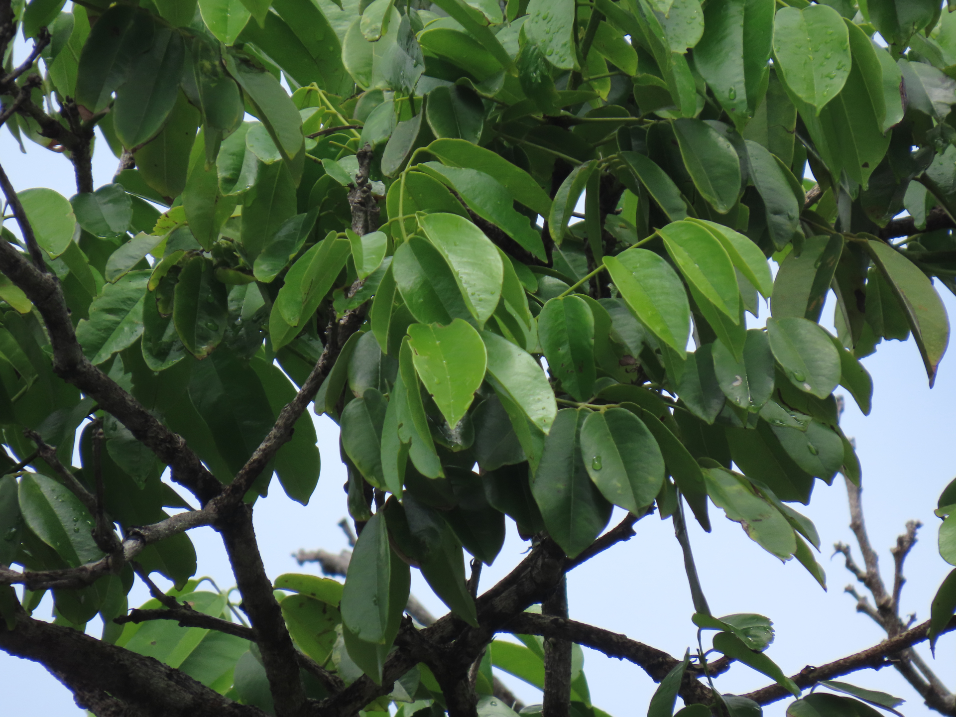 Andira inermis subsp. inermis - Photo Bivouac Naturaliste