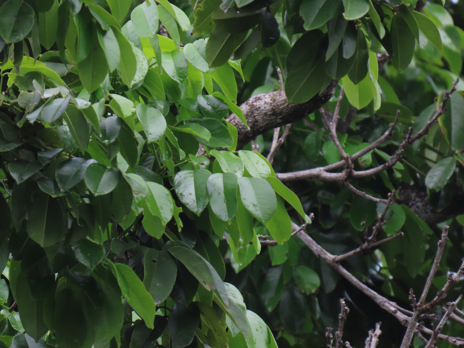 Andira inermis subsp. inermis - Photo Bivouac Naturaliste