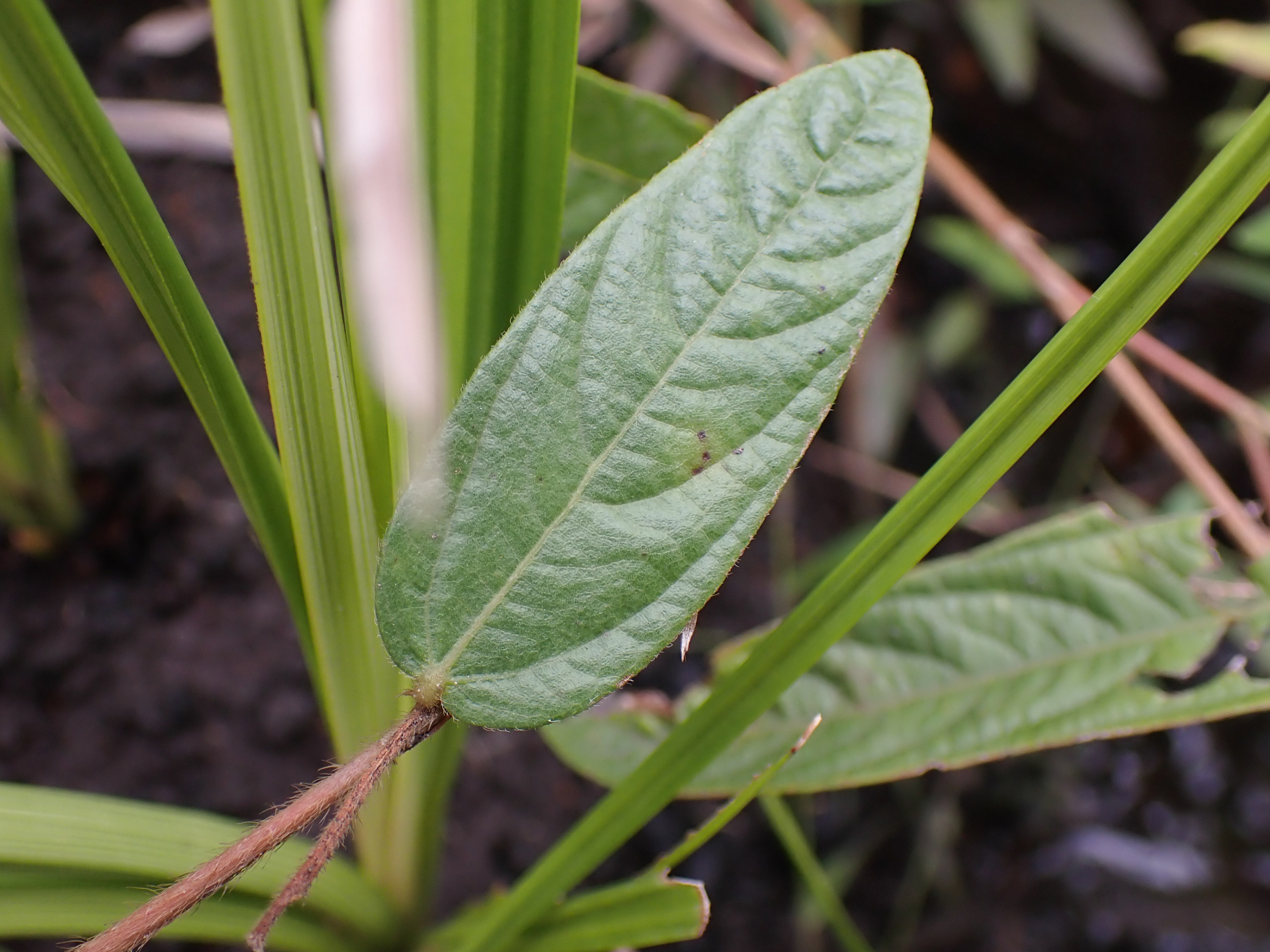 Eriosema simplicifolium (DC.) G.Don - Photo Bivouac Naturaliste