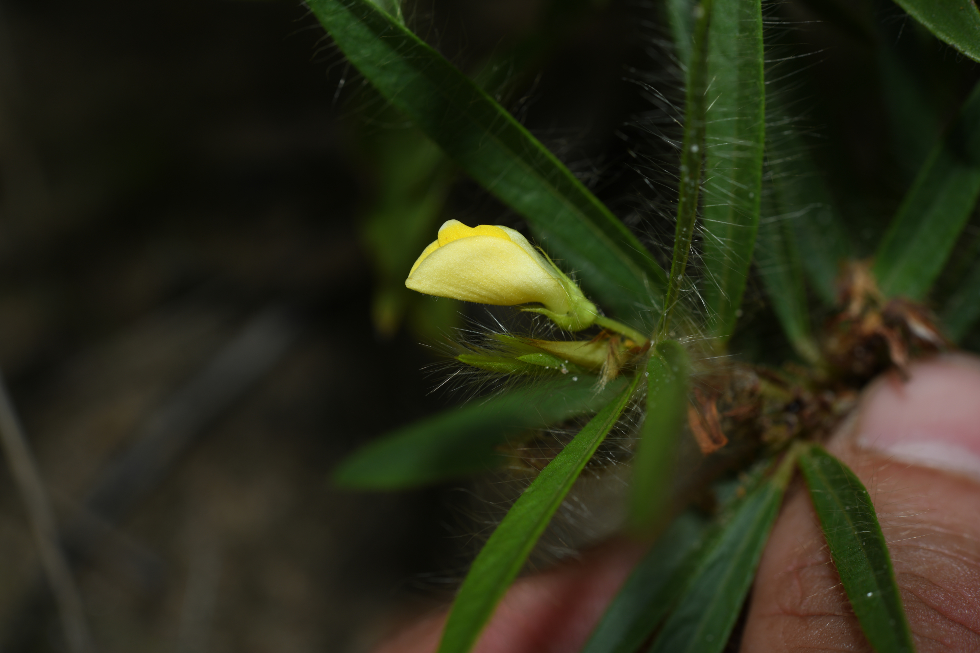 Eriosema crinitum var. crinitum - Photo Bivouac Naturaliste
