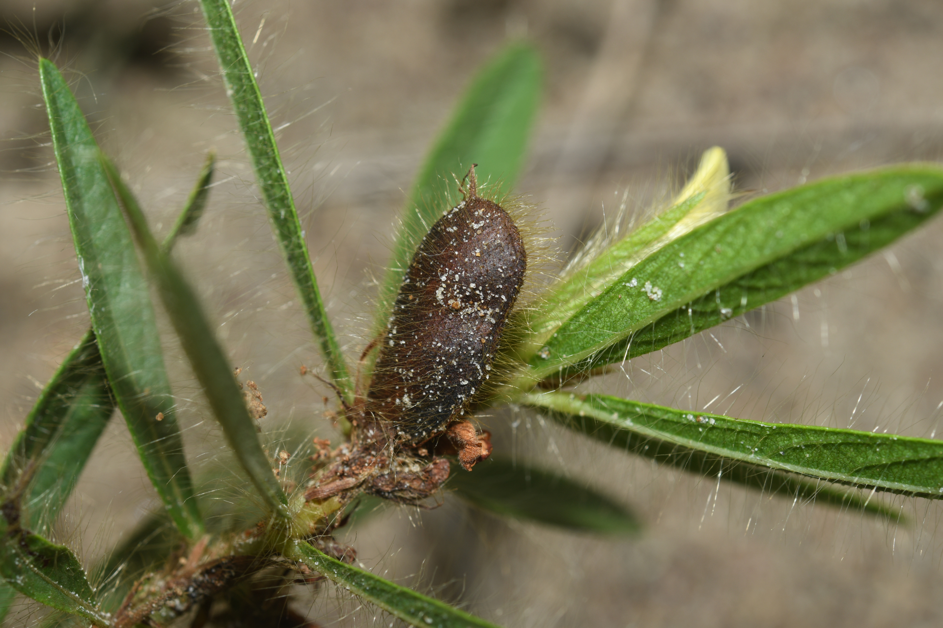 Eriosema crinitum var. crinitum - Photo Bivouac Naturaliste