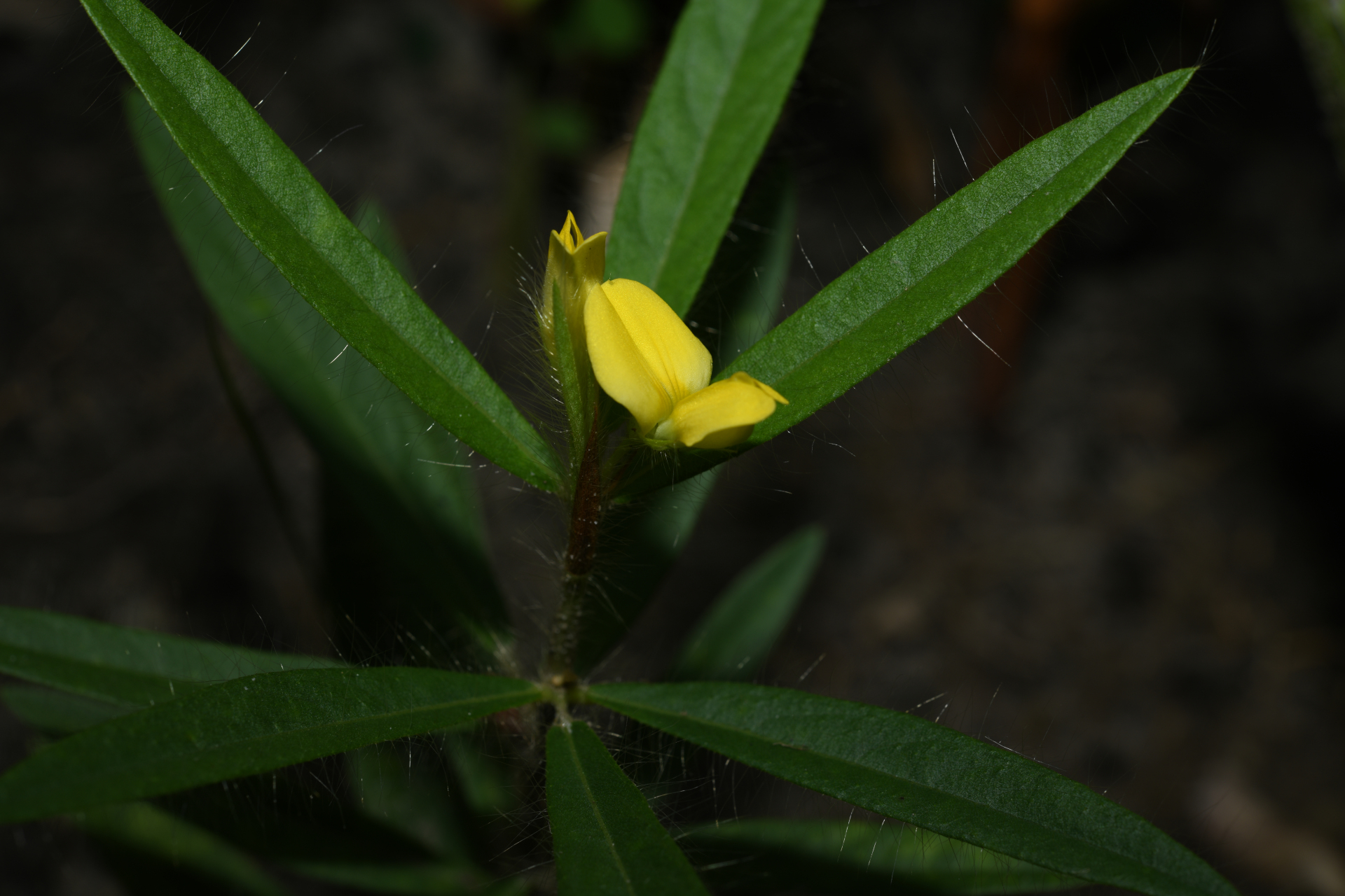 Eriosema crinitum var. crinitum - Photo Bivouac Naturaliste