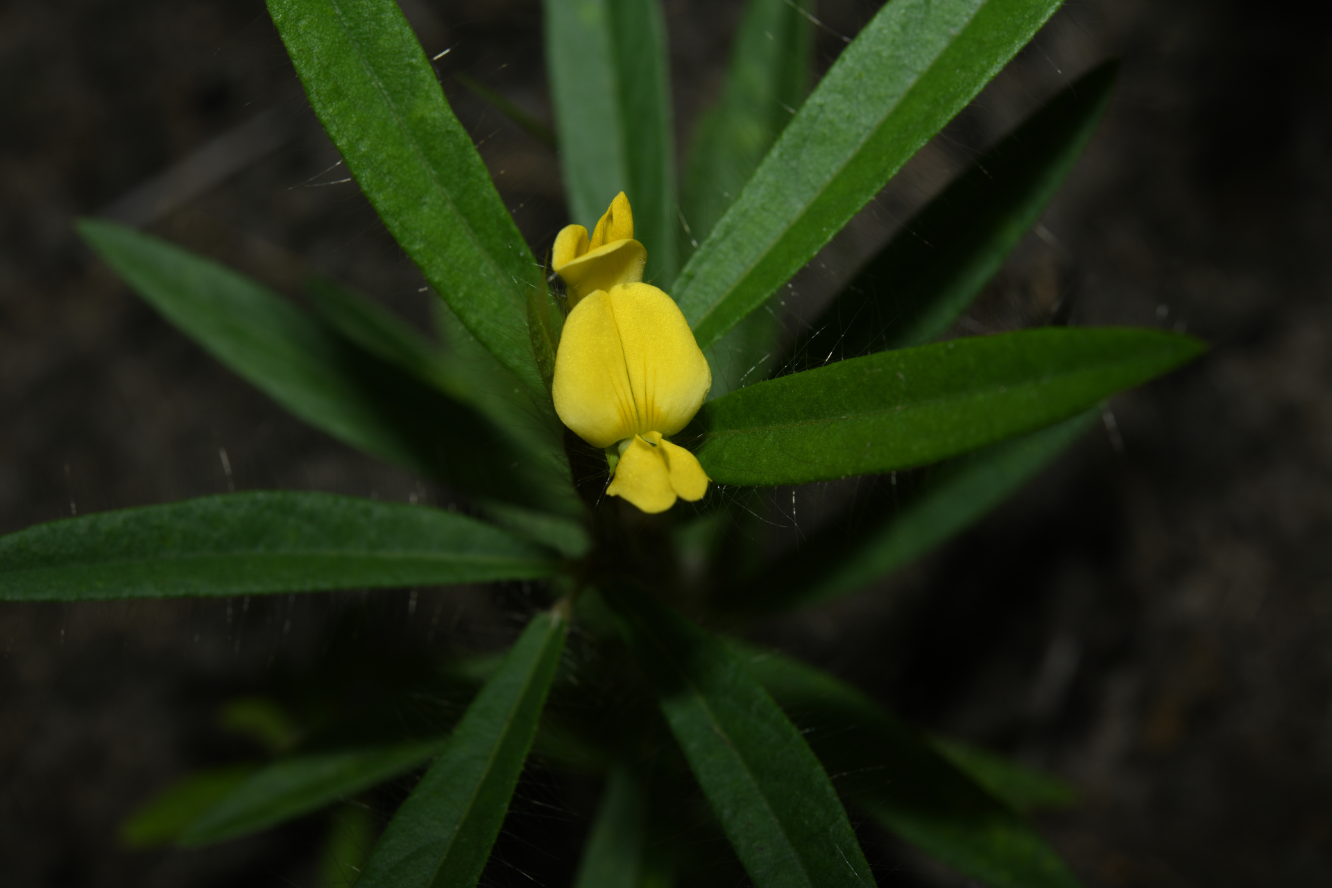 Eriosema crinitum var. crinitum - Photo Bivouac Naturaliste