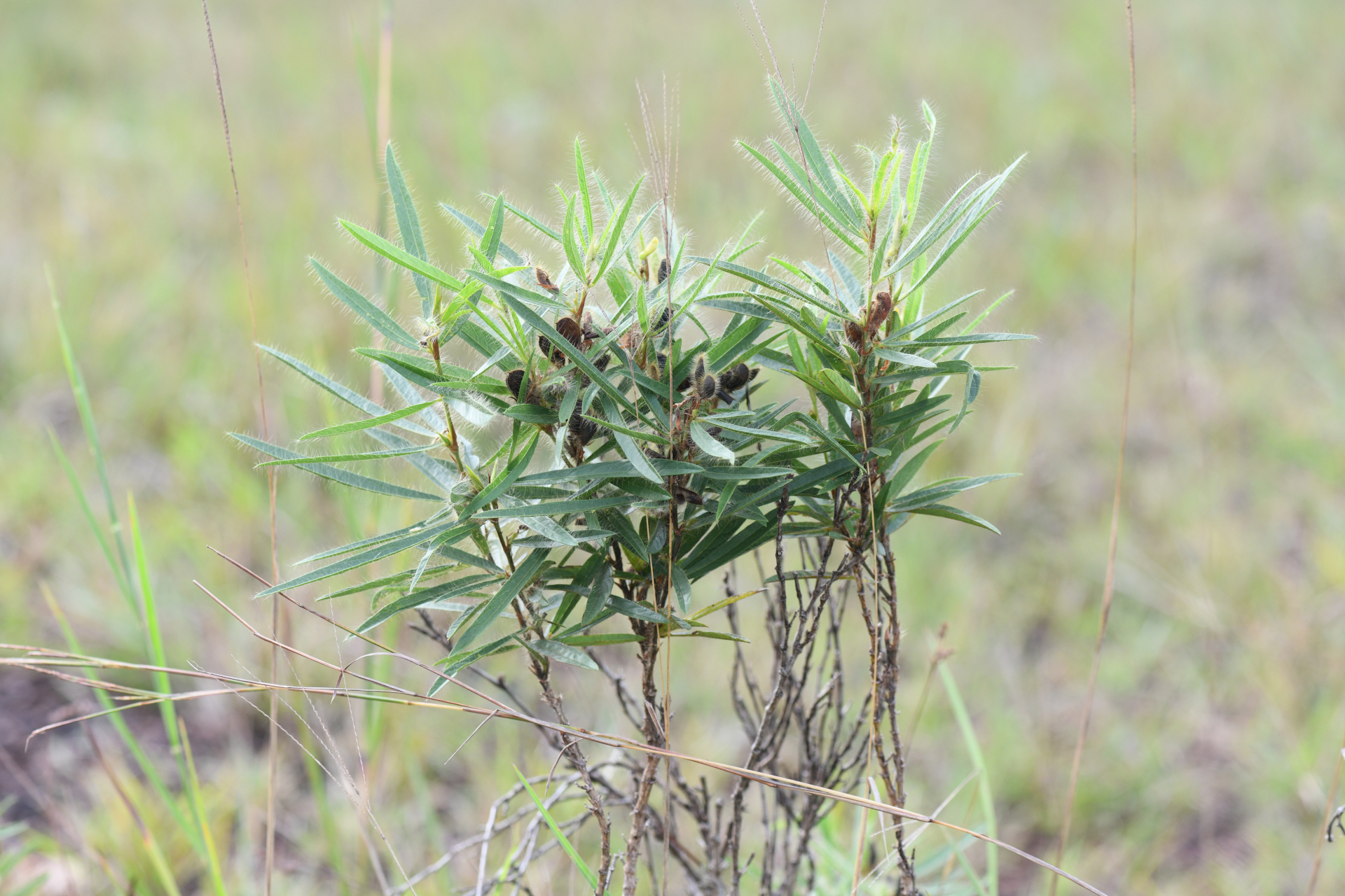 Eriosema crinitum var. crinitum - Photo Bivouac Naturaliste