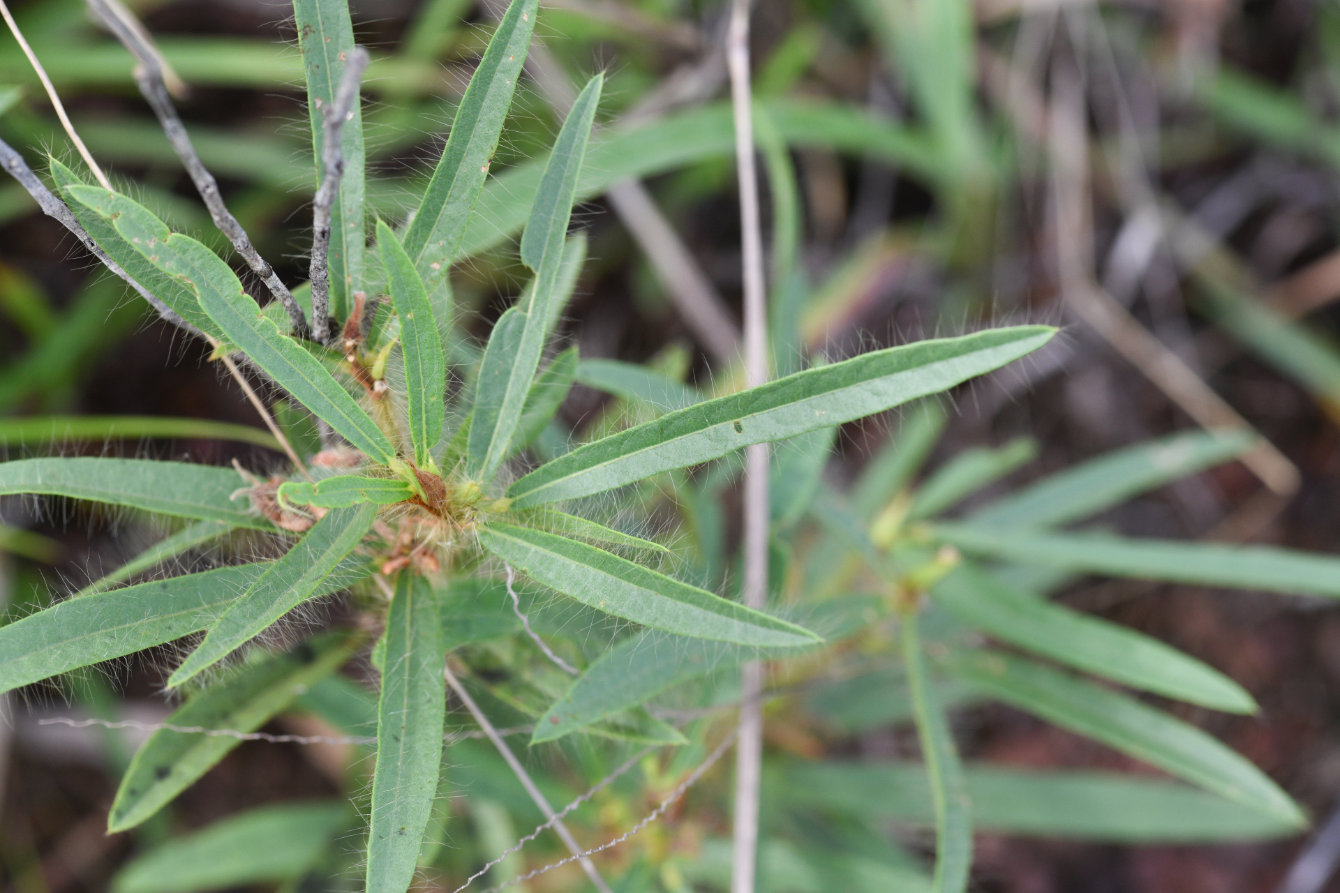 Eriosema crinitum var. crinitum - Photo Bivouac Naturaliste