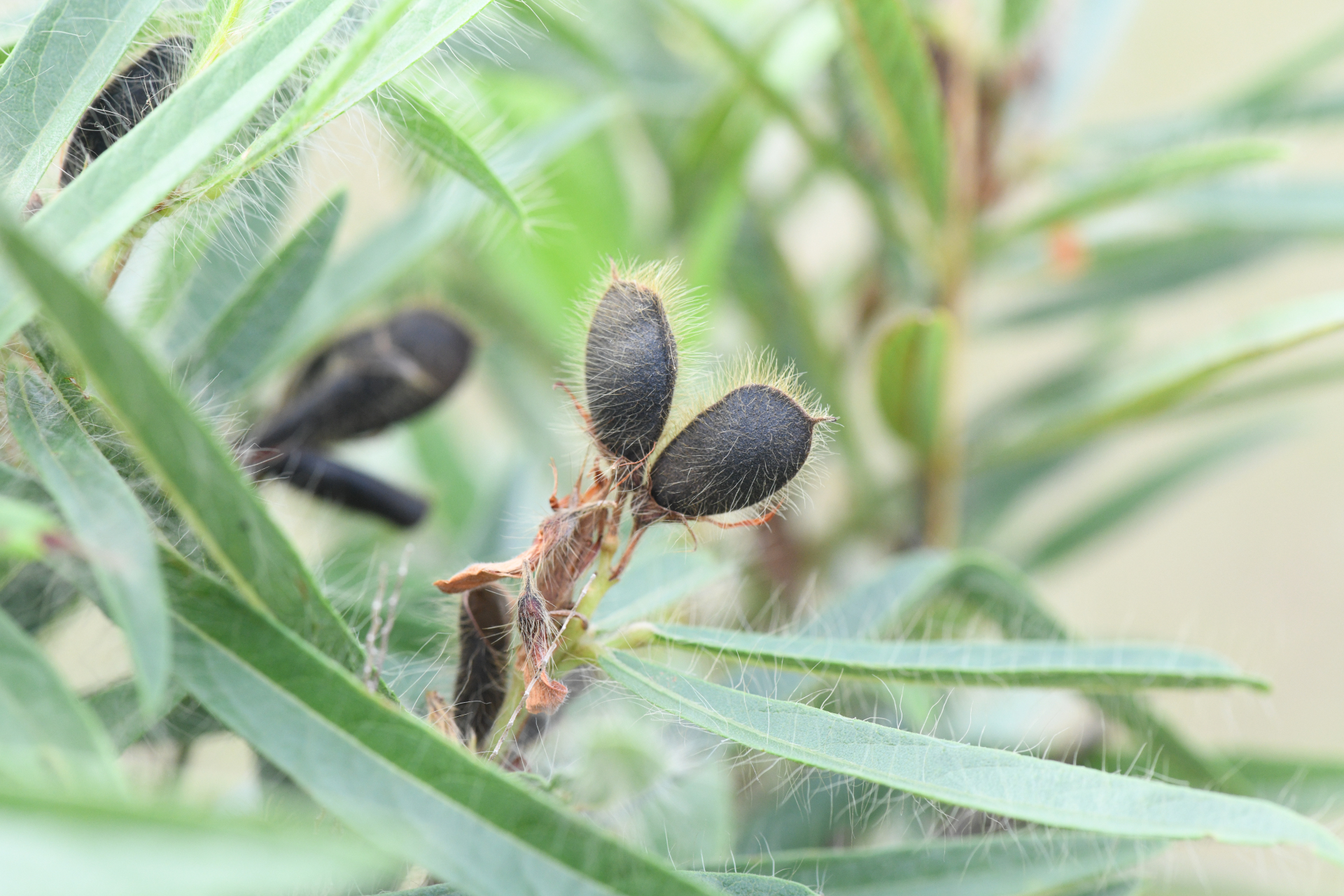 Eriosema crinitum var. crinitum - Photo Bivouac Naturaliste