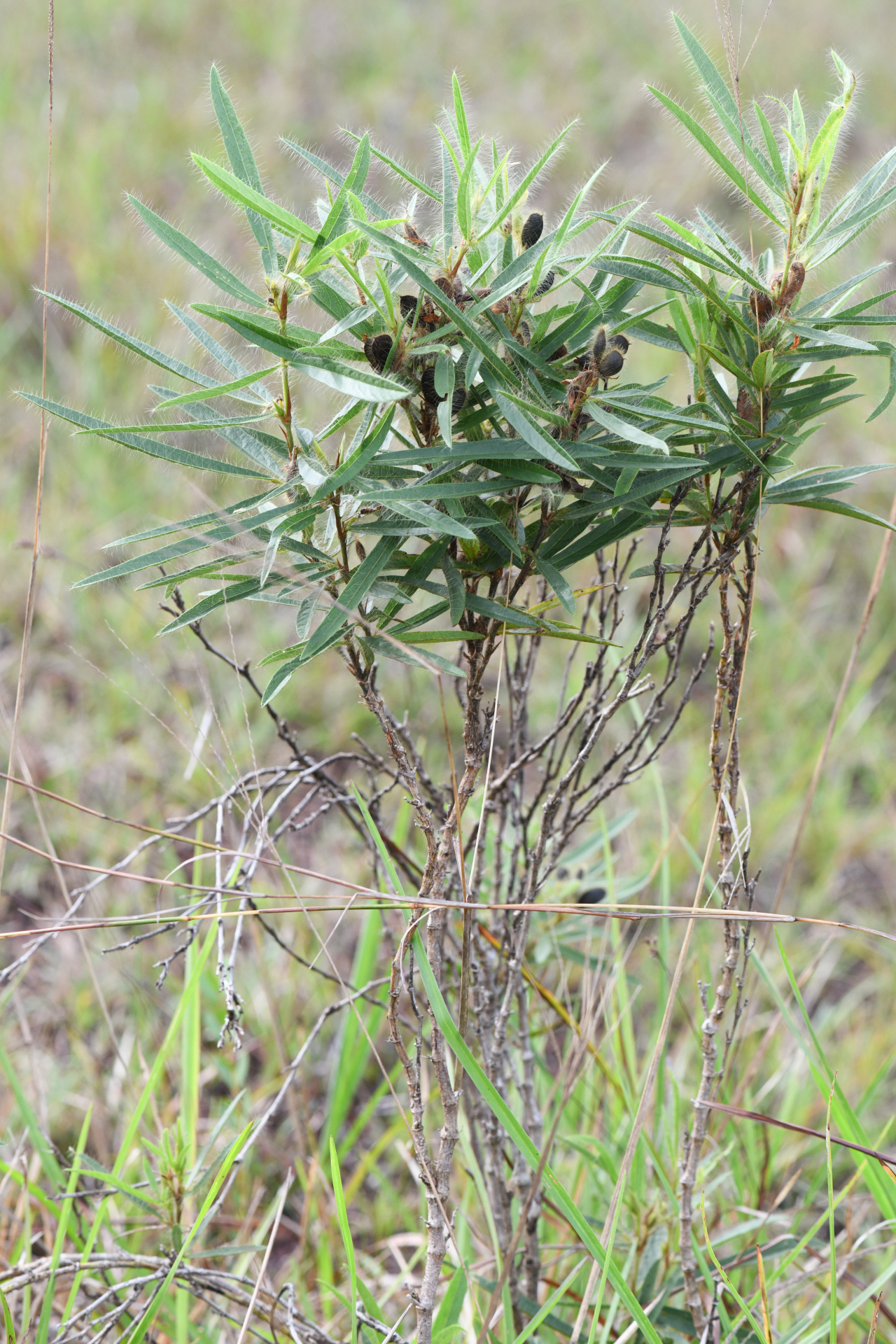 Eriosema crinitum var. crinitum - Photo Bivouac Naturaliste