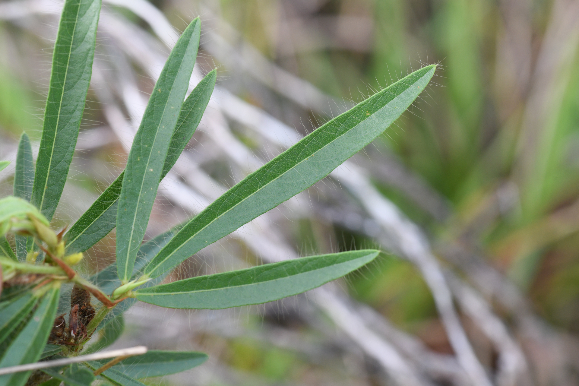Eriosema crinitum var. crinitum - Photo Bivouac Naturaliste
