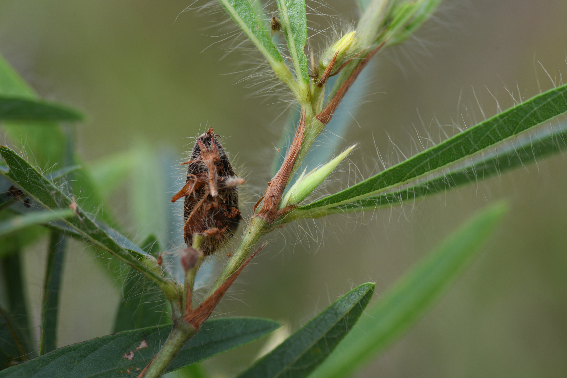 Eriosema crinitum var. crinitum - Photo Bivouac Naturaliste