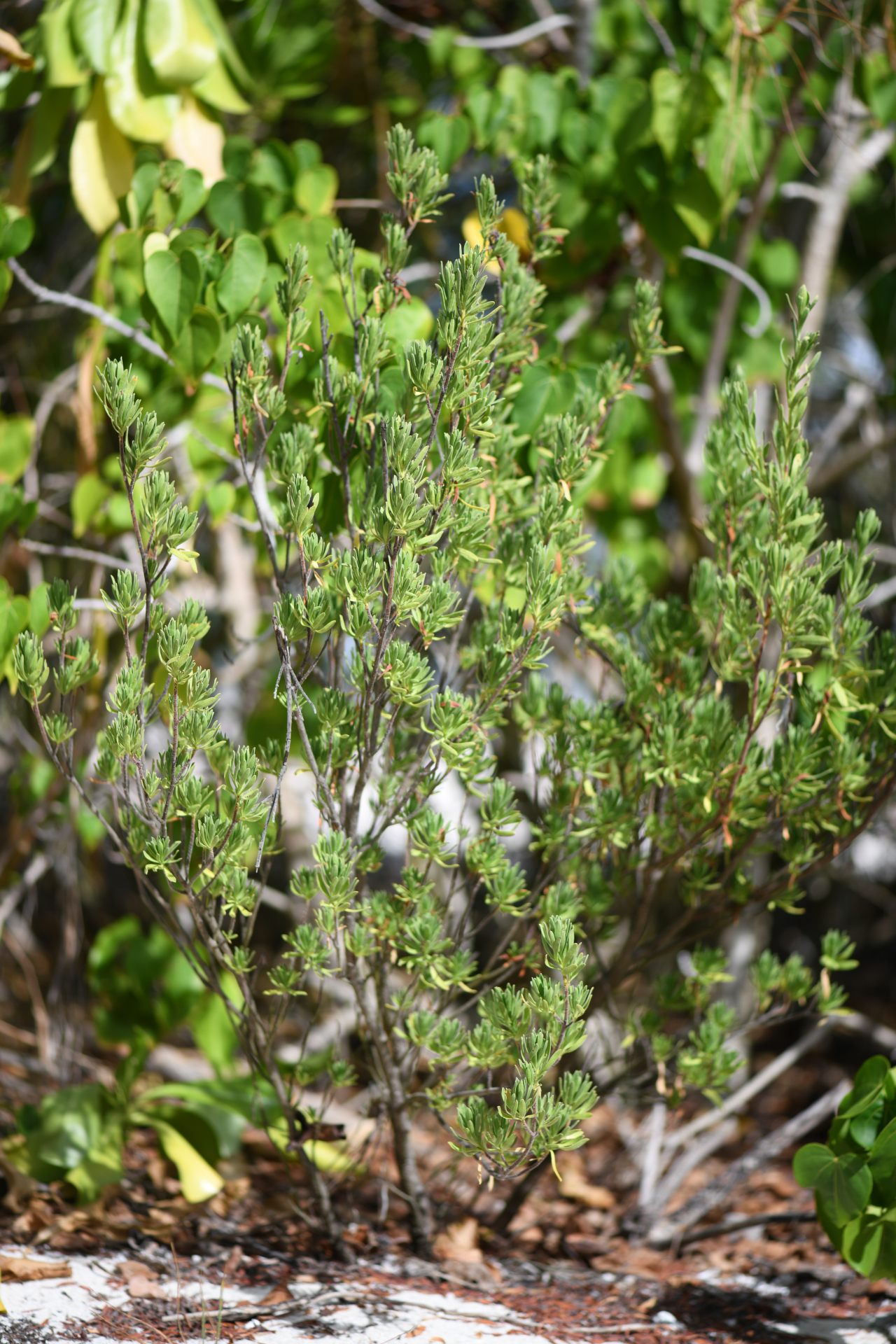 Suriana maritima L. - Photo Bivouac Naturaliste