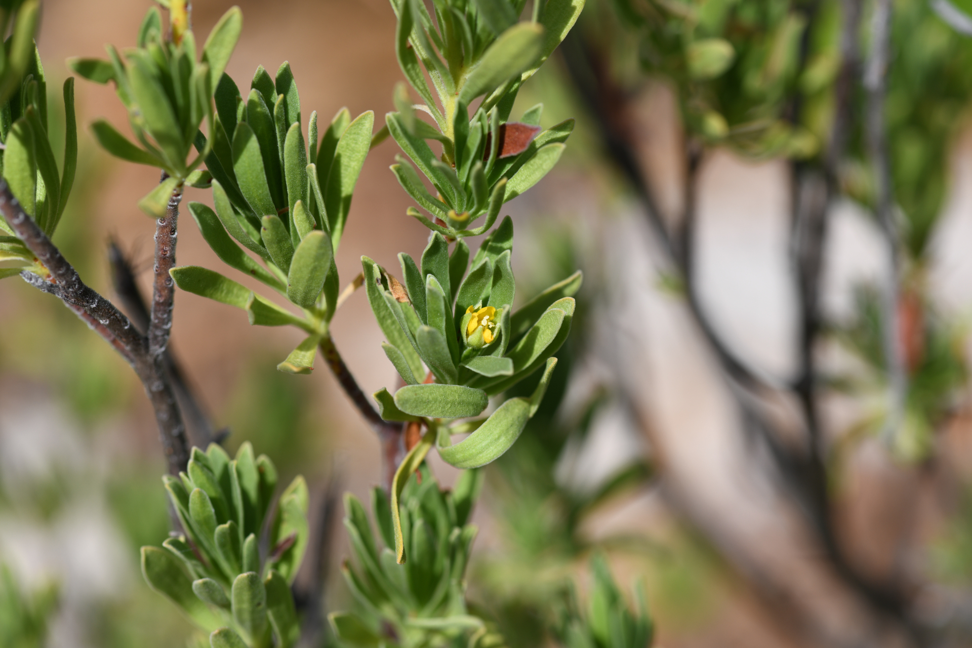 Suriana maritima L. - Photo Bivouac Naturaliste