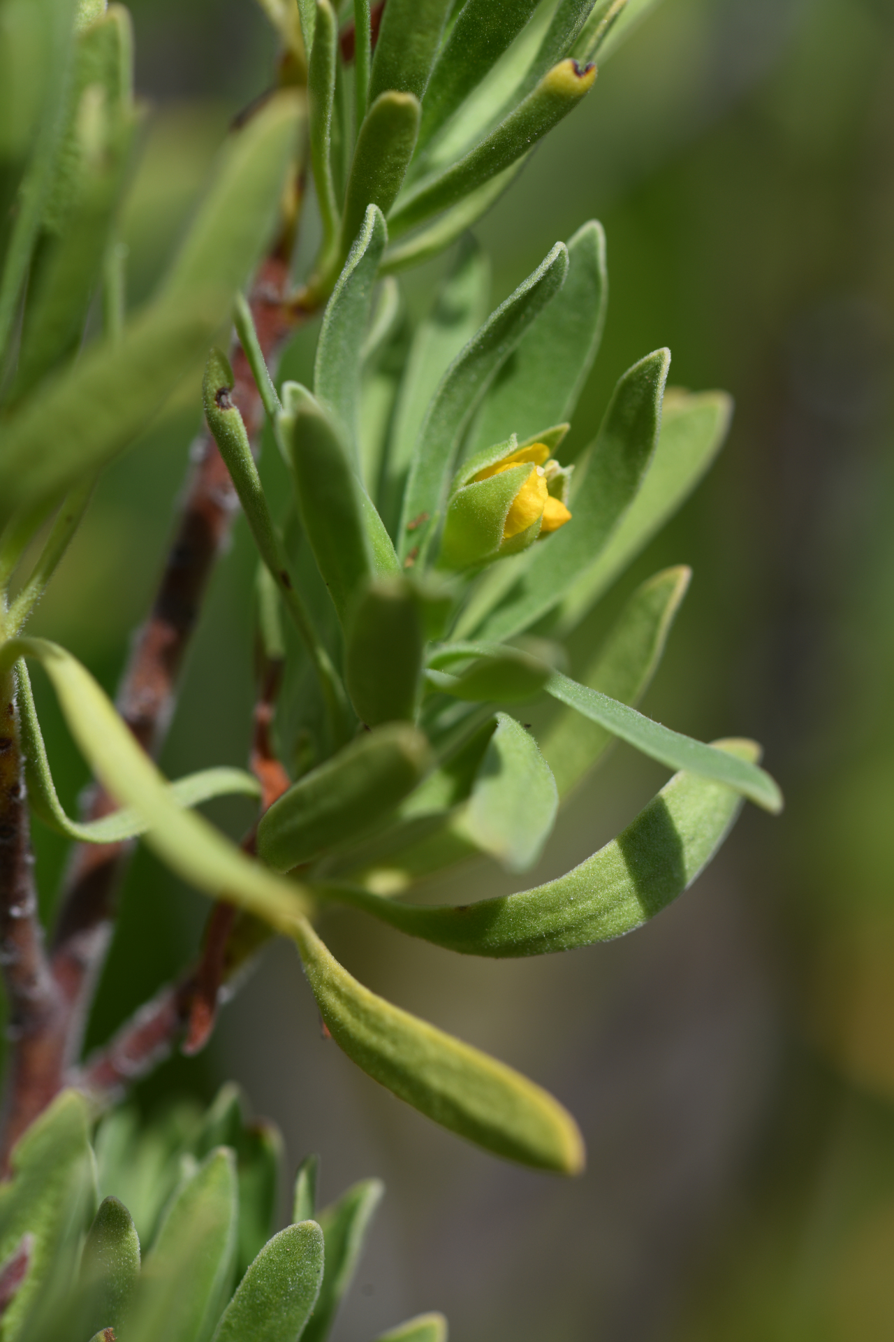 Suriana maritima L. - Photo Bivouac Naturaliste