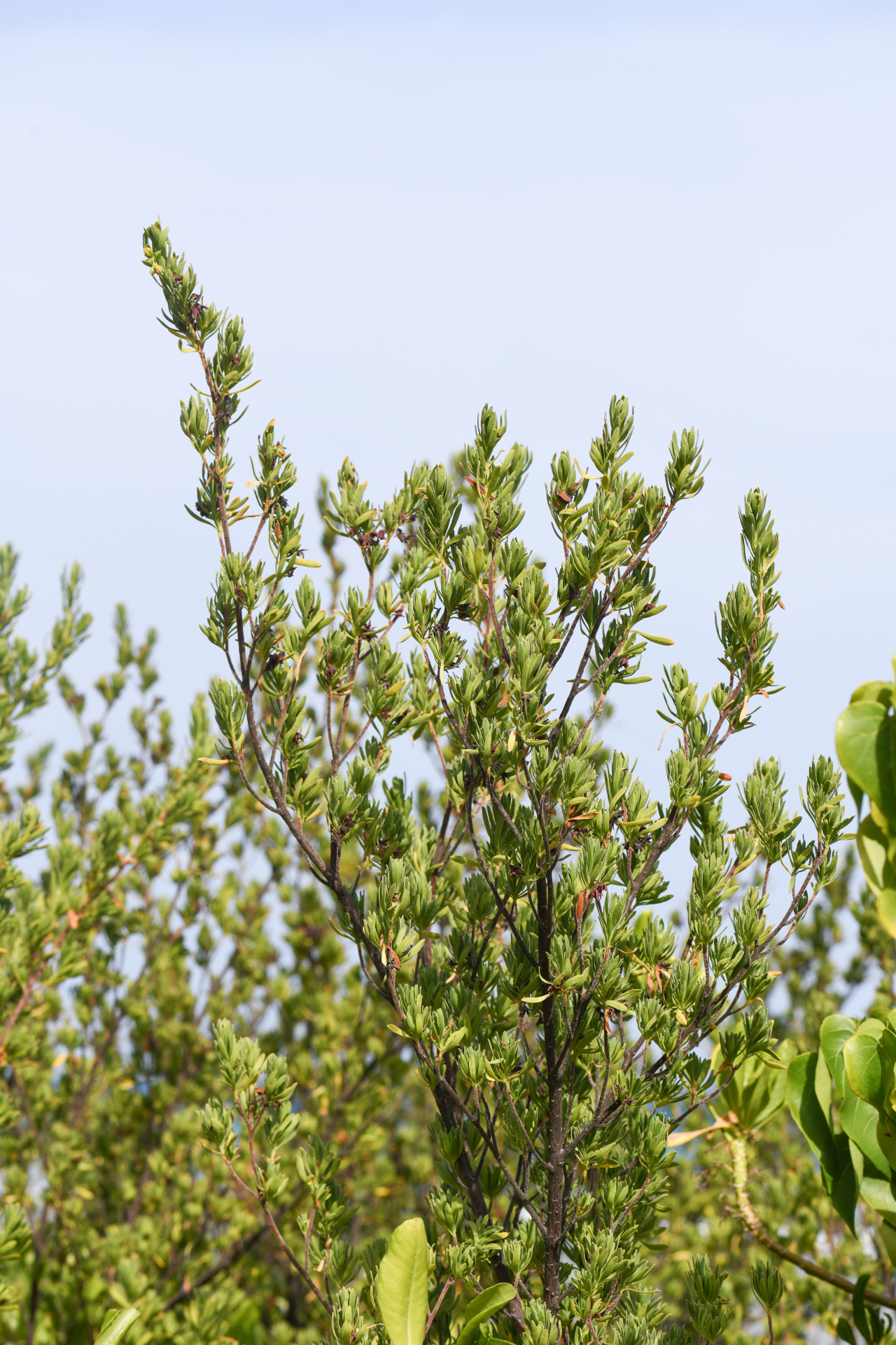 Suriana maritima L. - Photo Bivouac Naturaliste