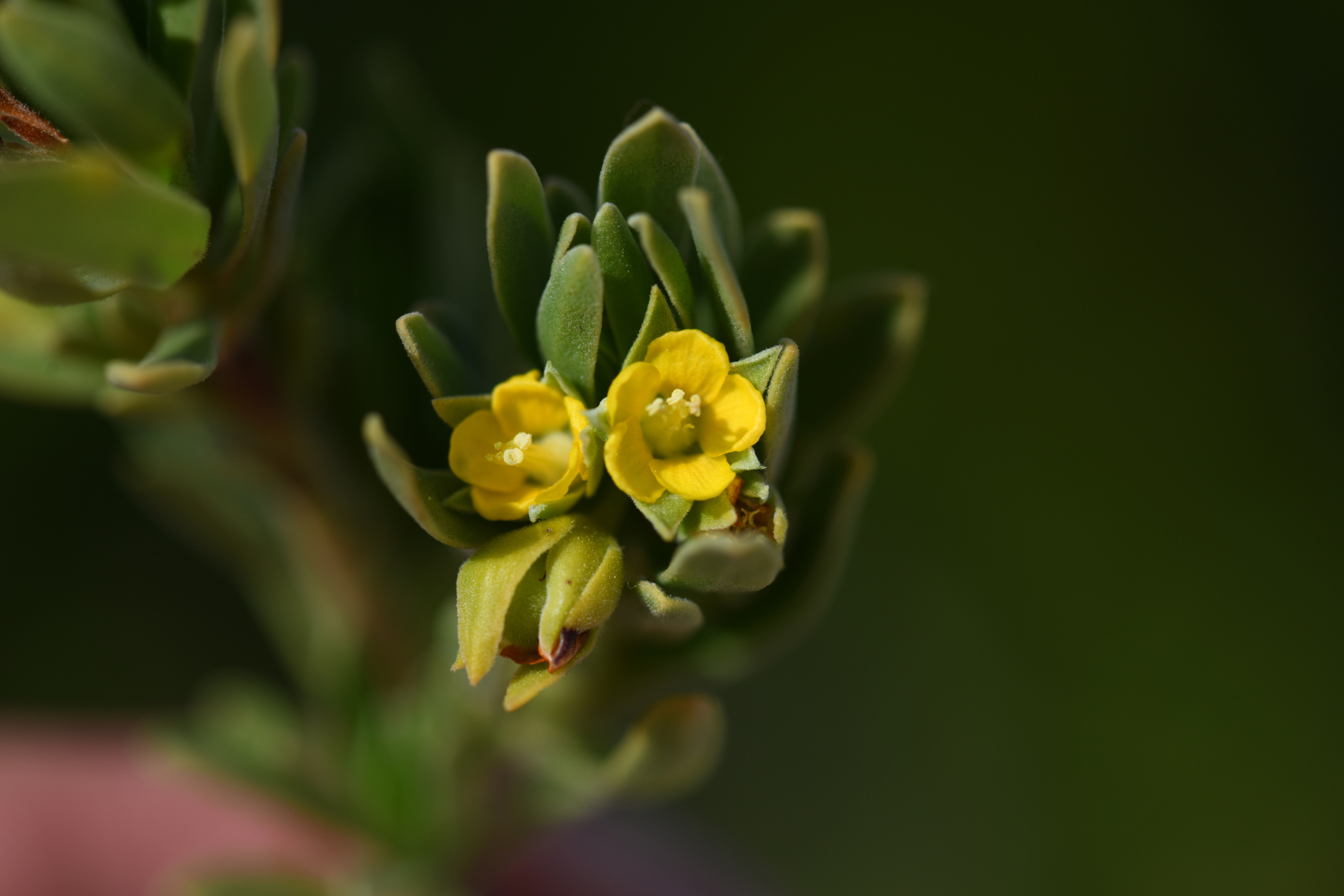 Suriana maritima L. - Photo Bivouac Naturaliste