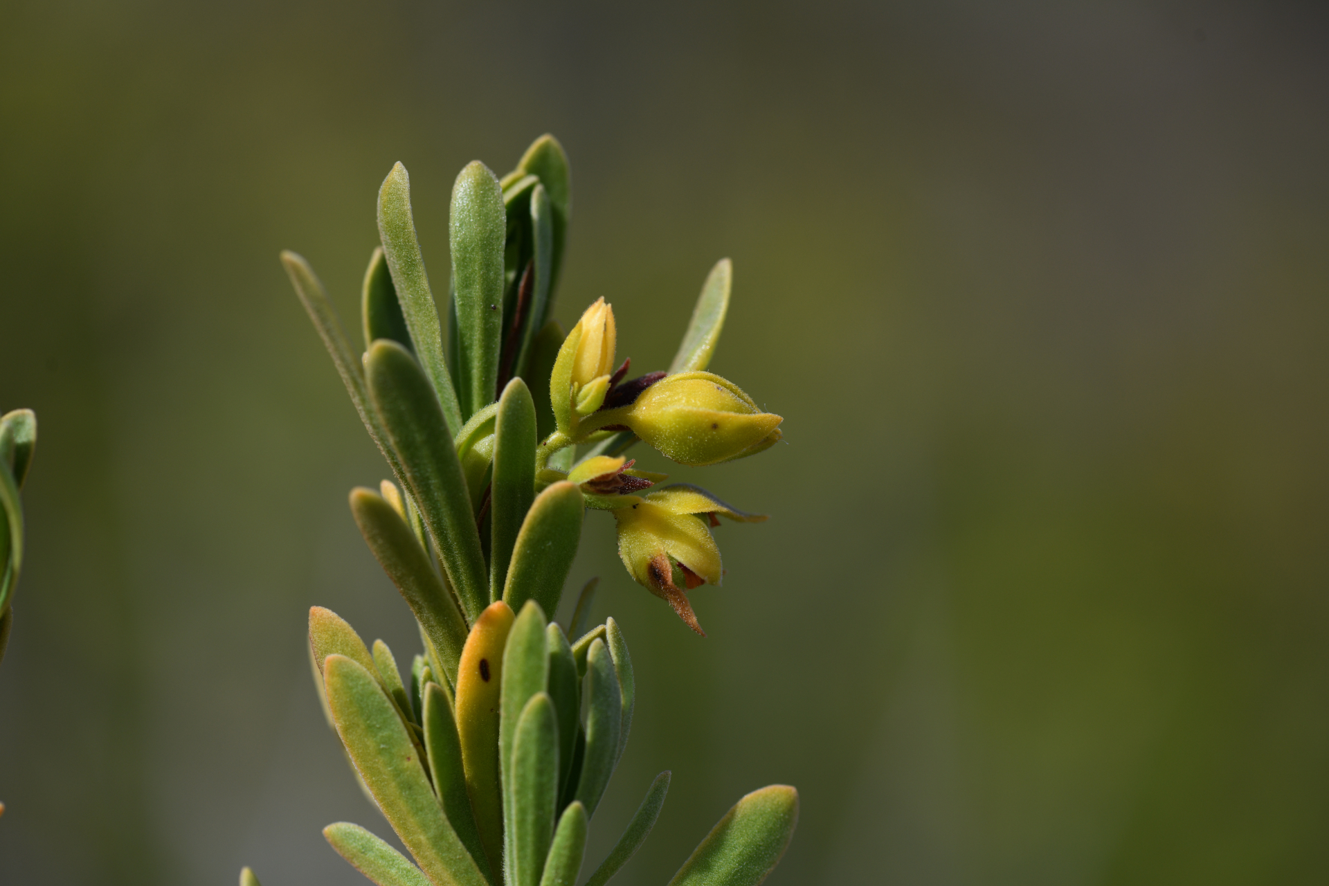 Suriana maritima L. - Photo Bivouac Naturaliste