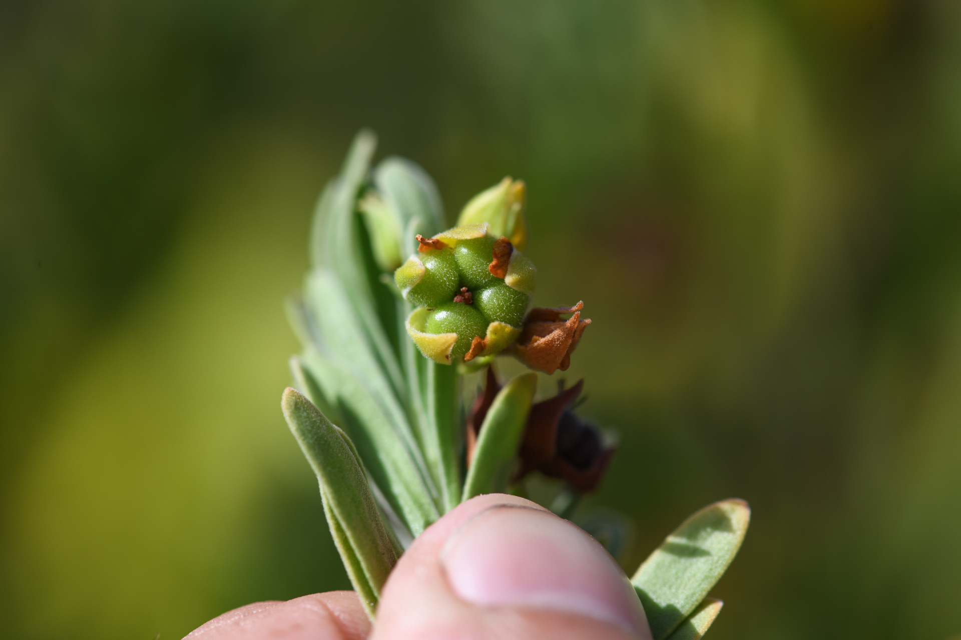 Suriana maritima L. - Photo Bivouac Naturaliste