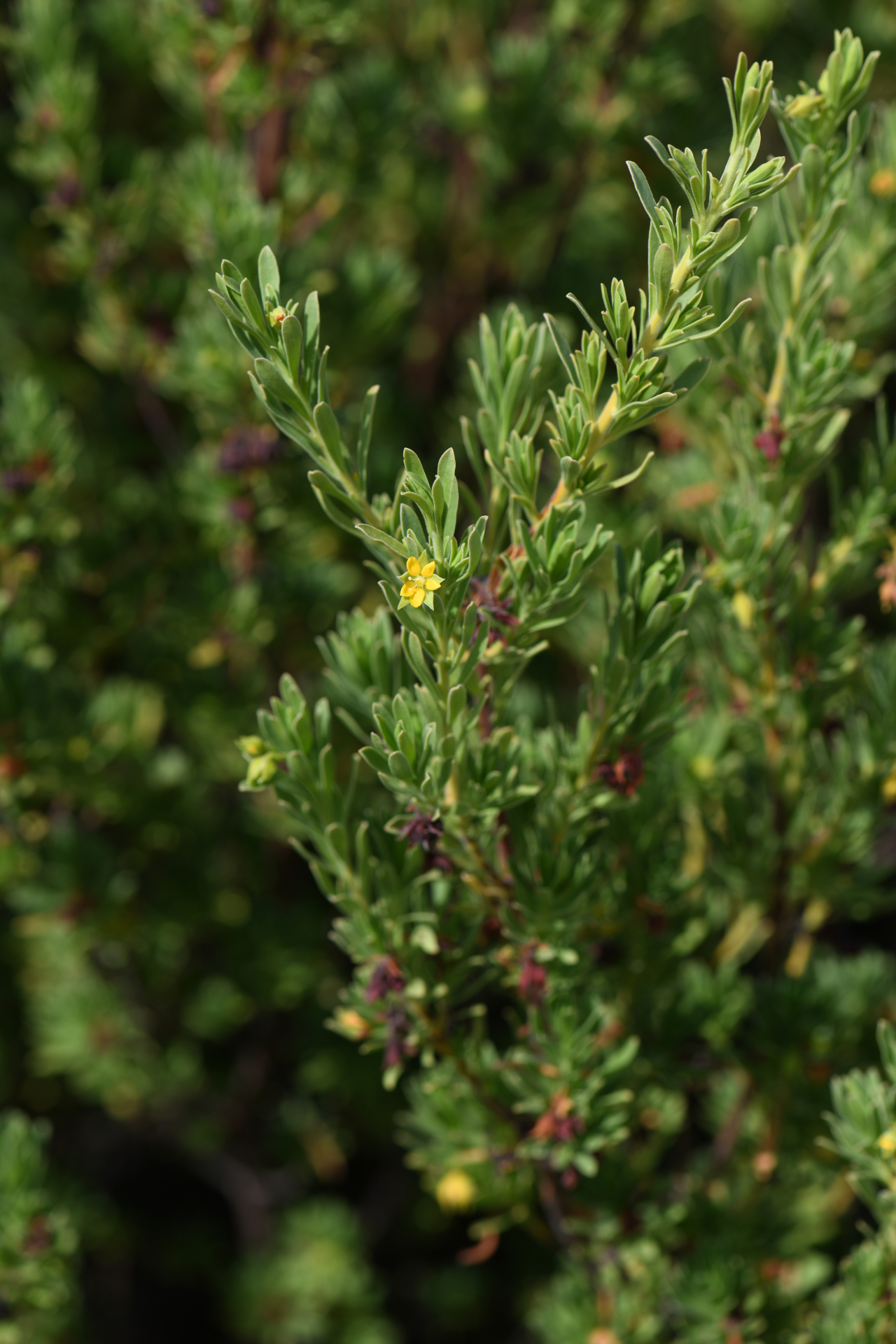 Suriana maritima L. - Photo Bivouac Naturaliste